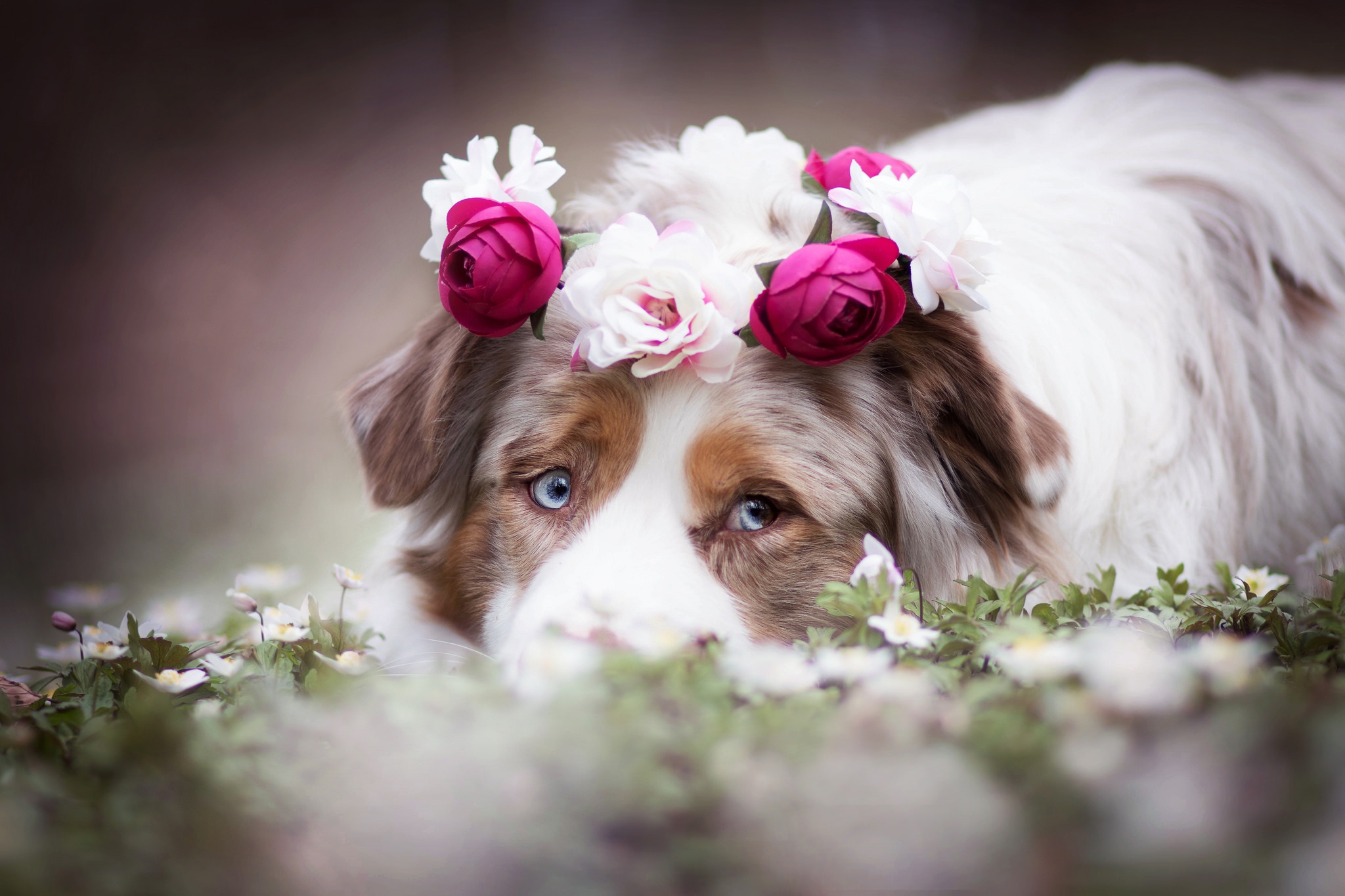 PCデスクトップに動物, 犬, 花輪, オーストラリアン シェパード画像を無料でダウンロード
