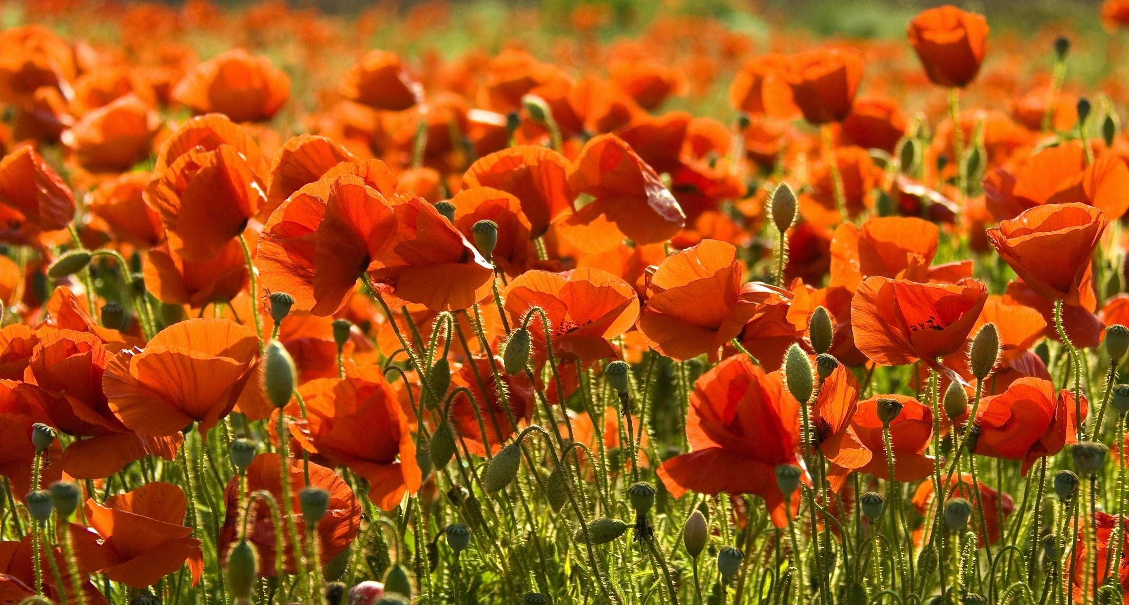 poppies, flowers, summer, field, sharpness images