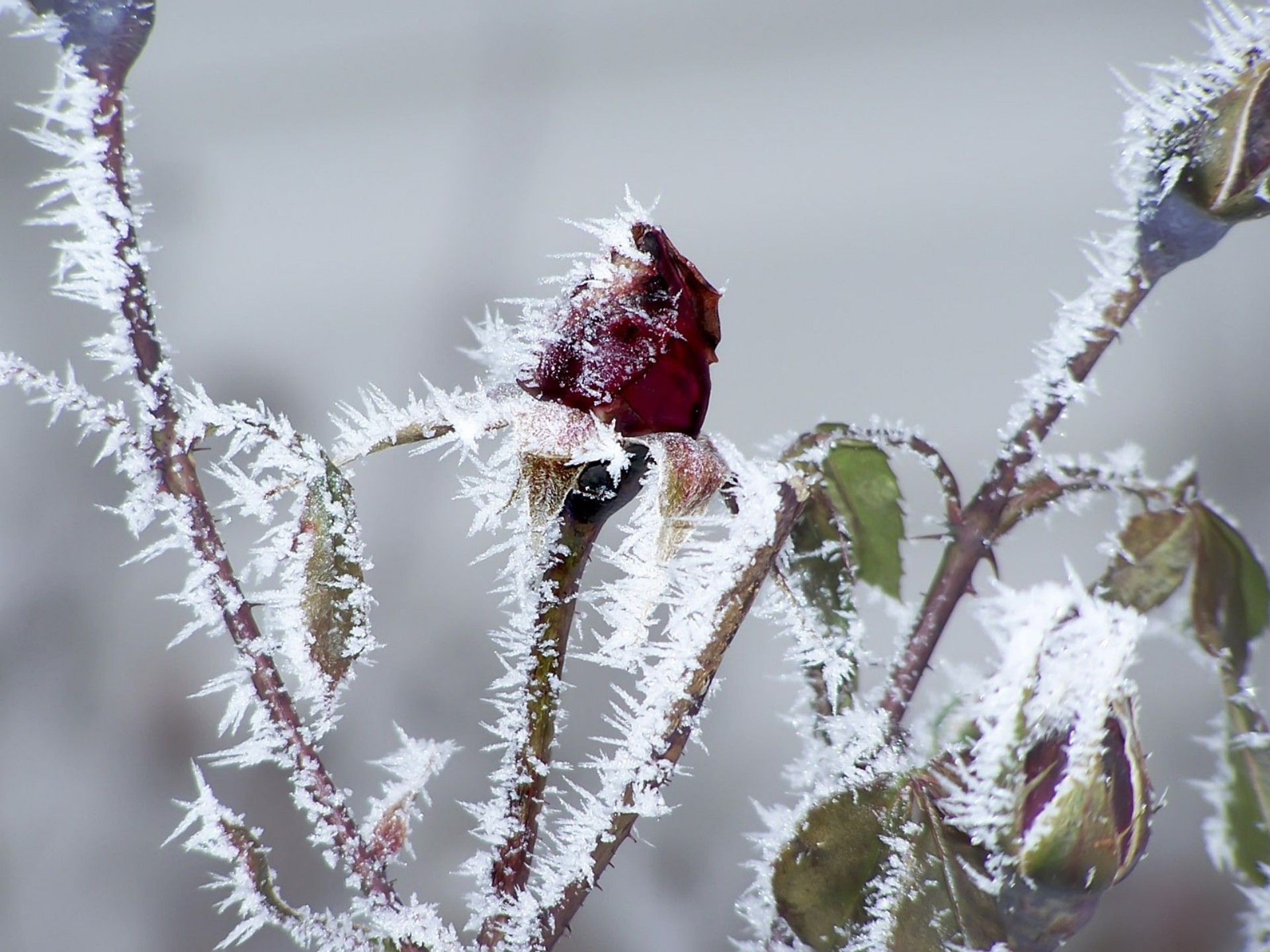 Téléchargez des papiers peints mobile Fleurs, Rose, La Reine Des Neiges, Terre/nature gratuitement.