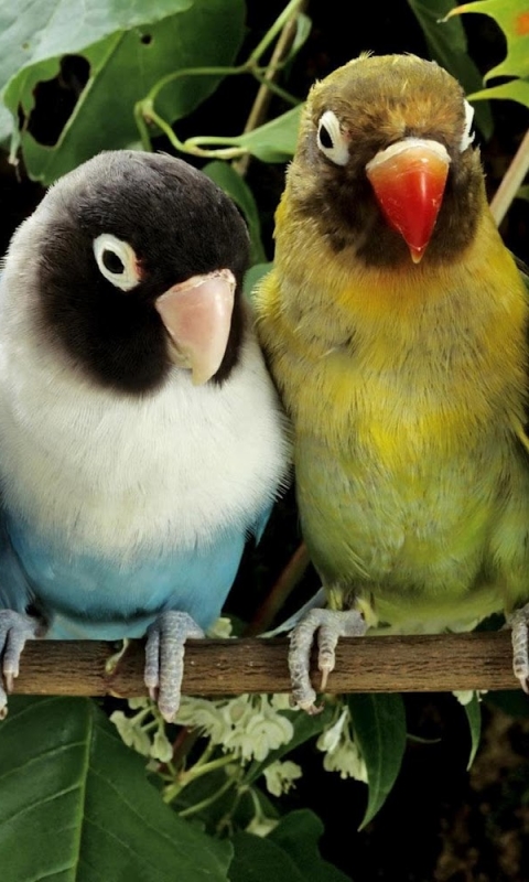 Download mobile wallpaper Birds, Bird, Animal, Lovebird for free.