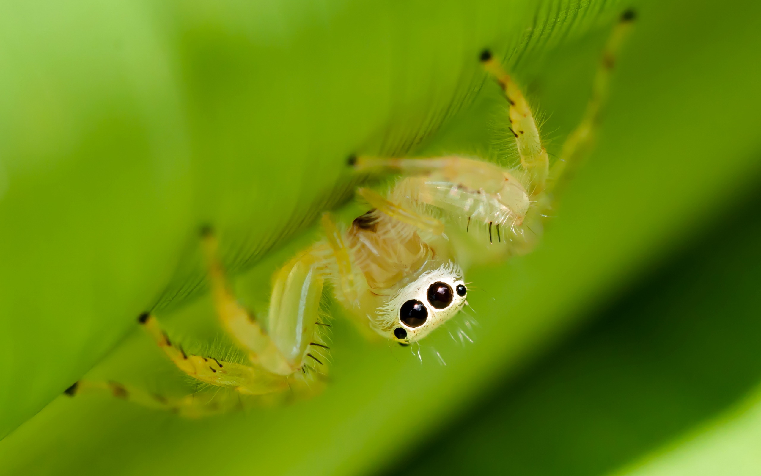 Descarga gratis la imagen Arañas Saltarinas, Arañas, Araña, Animales en el escritorio de tu PC