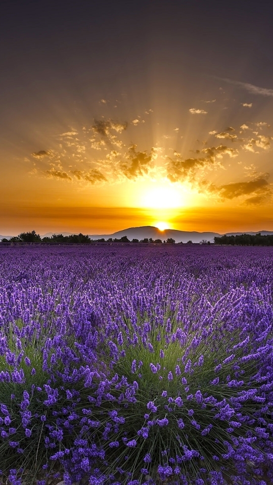 Téléchargez des papiers peints mobile Fleurs, Aube, Fleur, Lever Du Soleil, Champ, Lavande, Terre/nature, Lever De Soleil gratuitement.