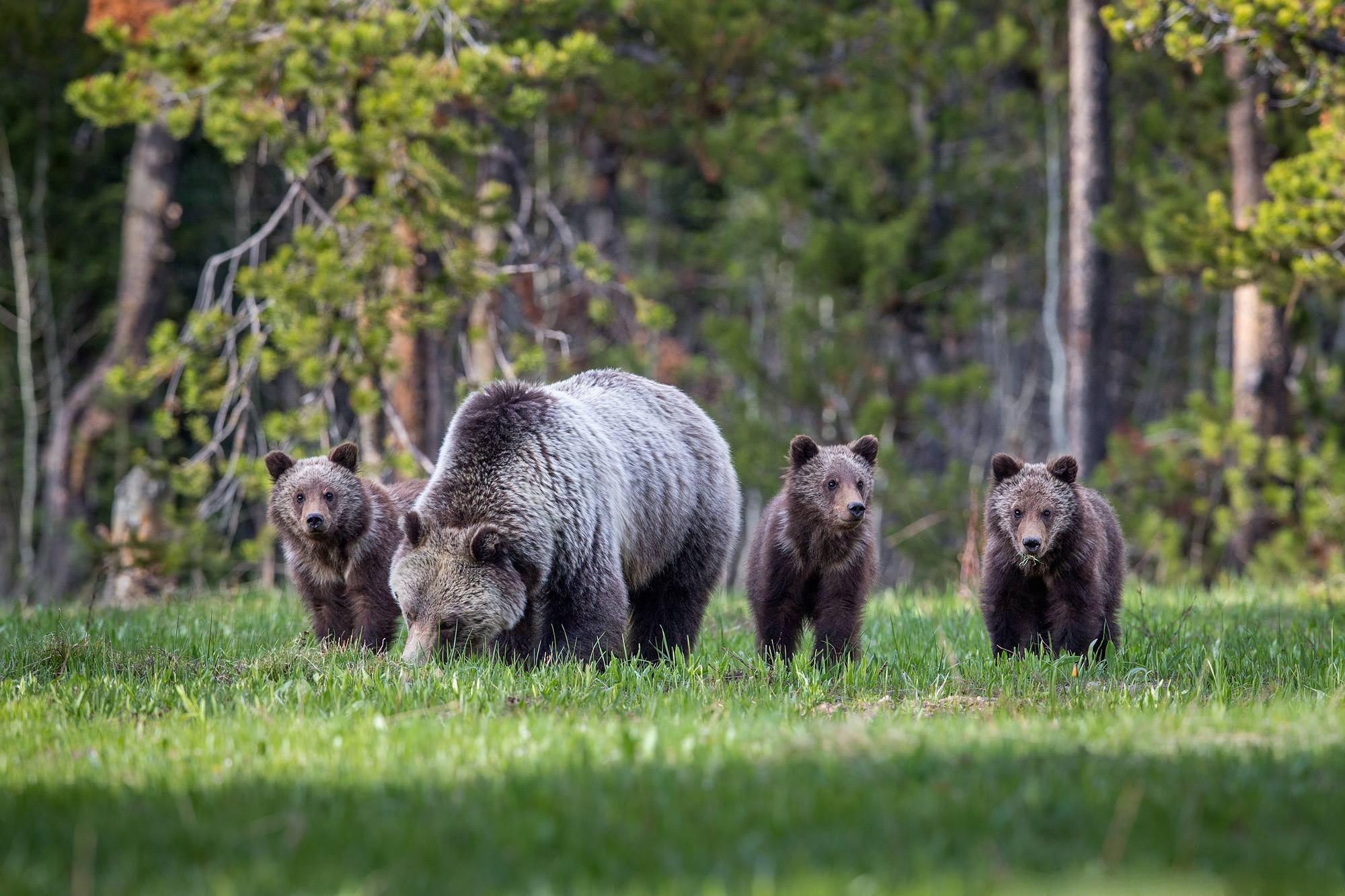 Laden Sie das Tiere, Bären, Bär, Gras, Tierbaby, Jungtier-Bild kostenlos auf Ihren PC-Desktop herunter