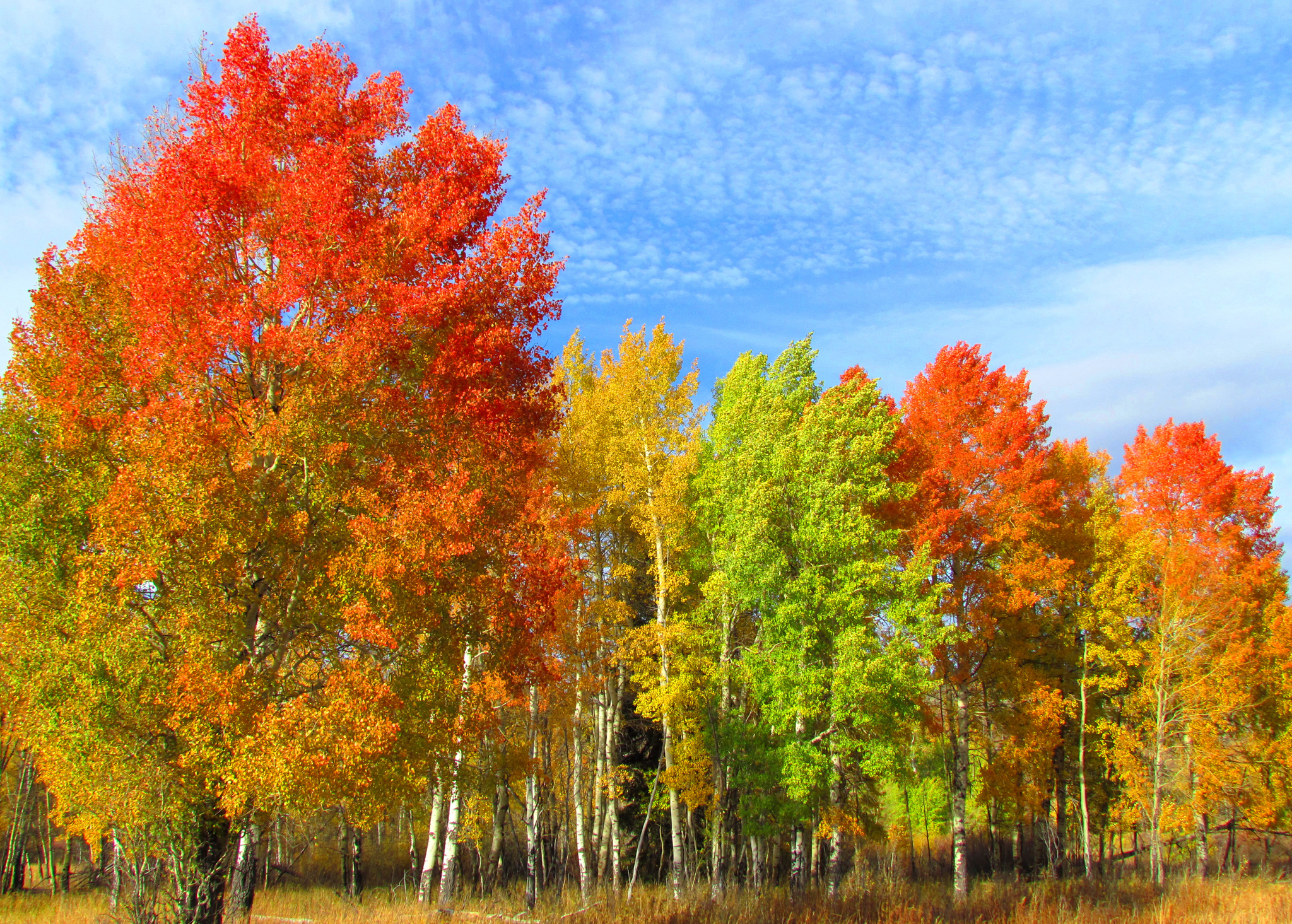 Download mobile wallpaper Forest, Tree, Earth, Colorful, Birch for free.