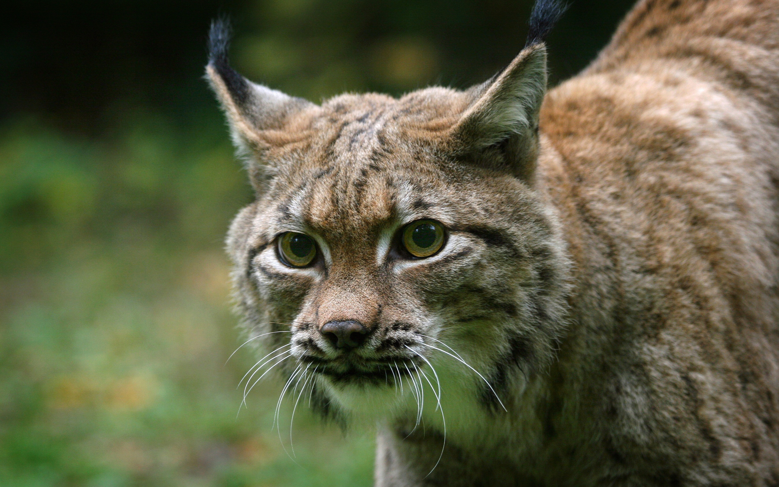 Téléchargez gratuitement l'image Animaux, Chats, Lynx sur le bureau de votre PC