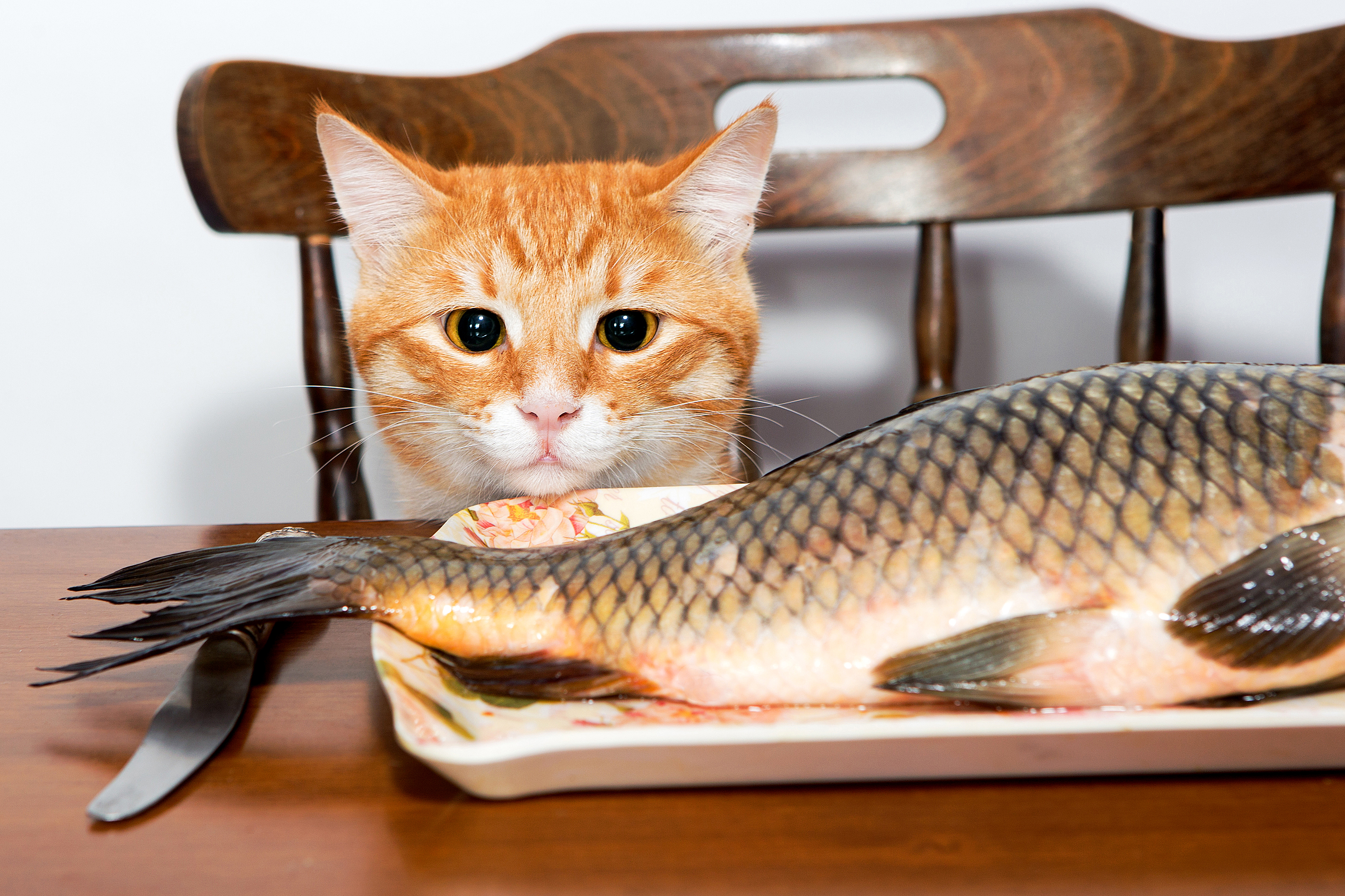 Laden Sie das Tiere, Katzen, Katze, Fisch-Bild kostenlos auf Ihren PC-Desktop herunter