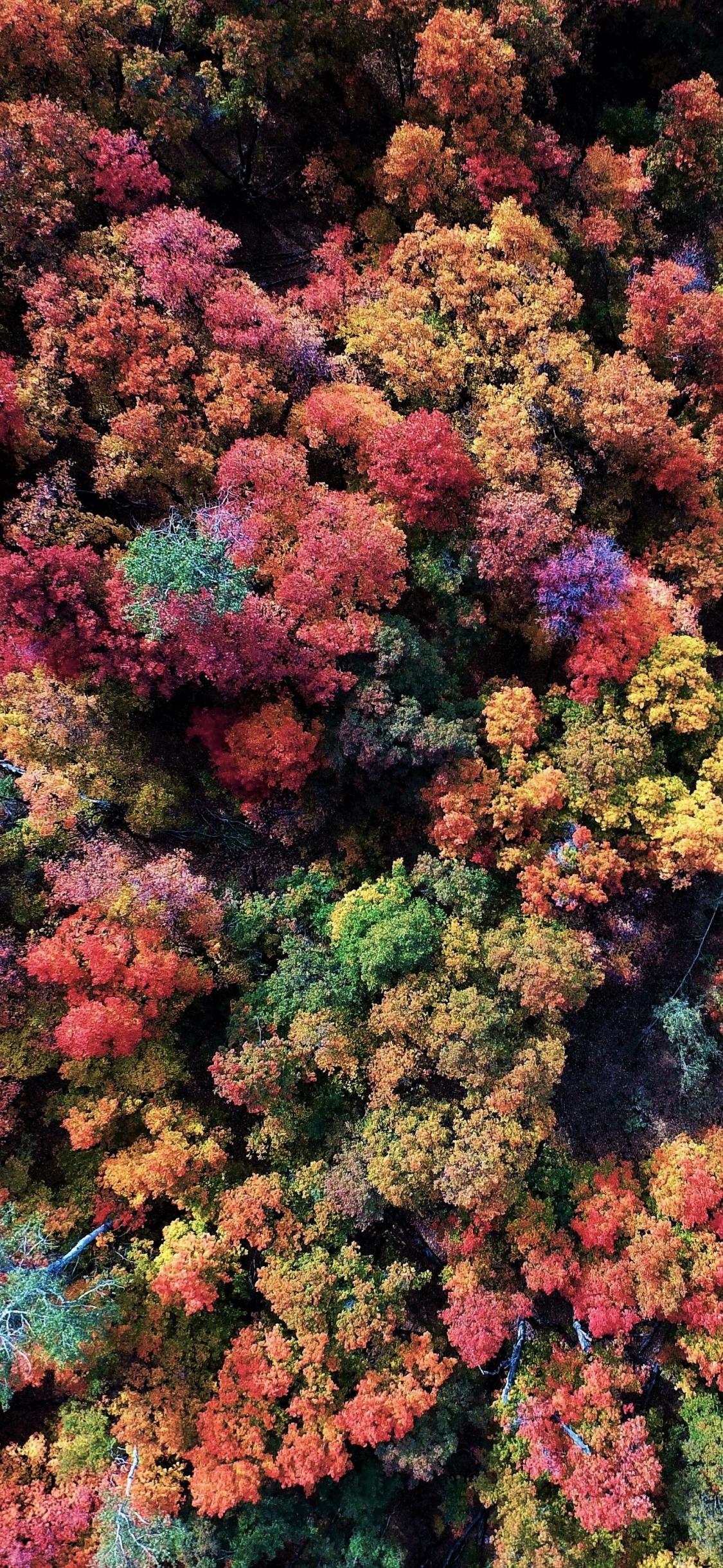 Download mobile wallpaper Forest, Fall, Earth, Colorful, Aerial for free.