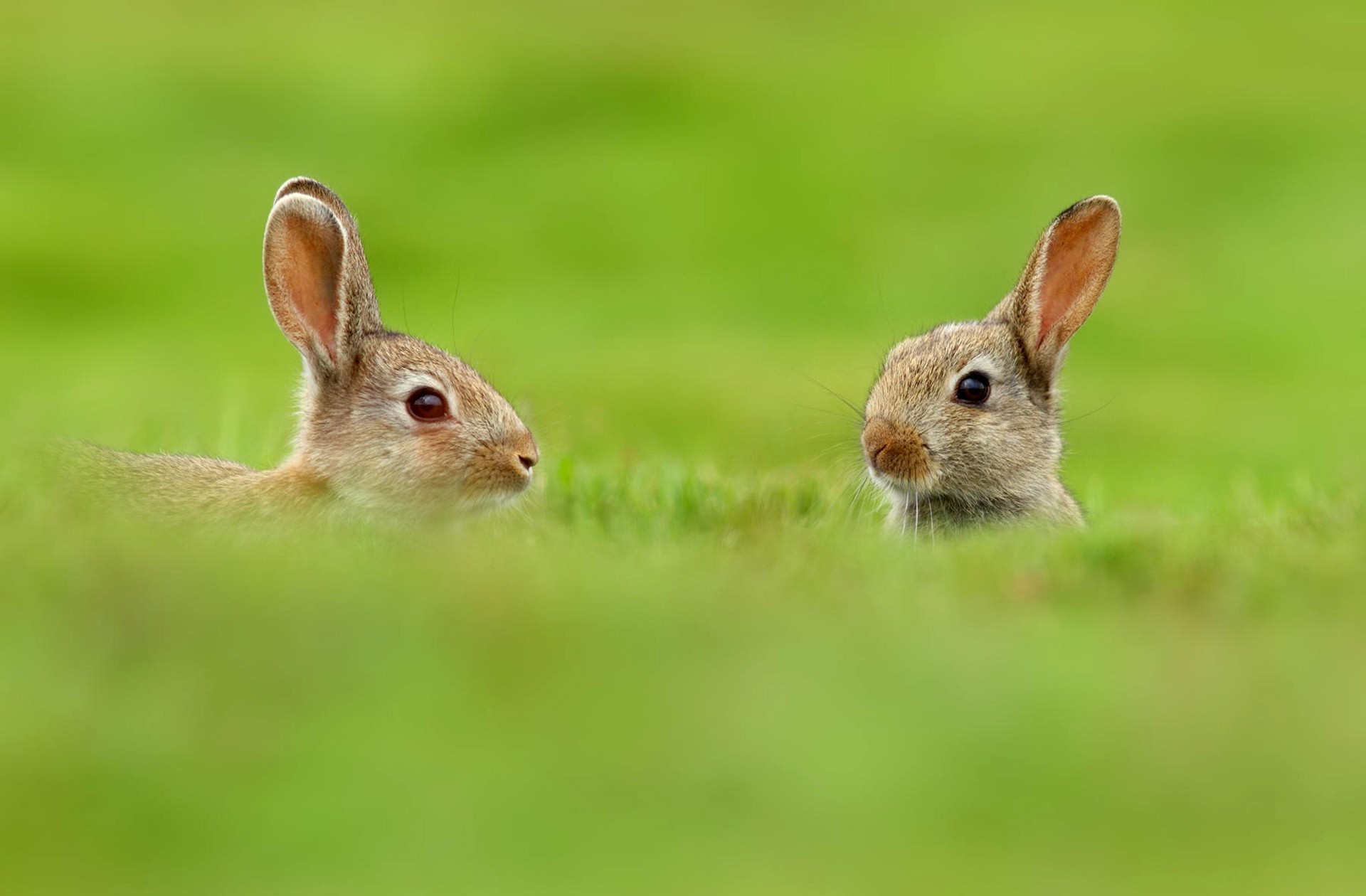 animal, hare, funny, meadow