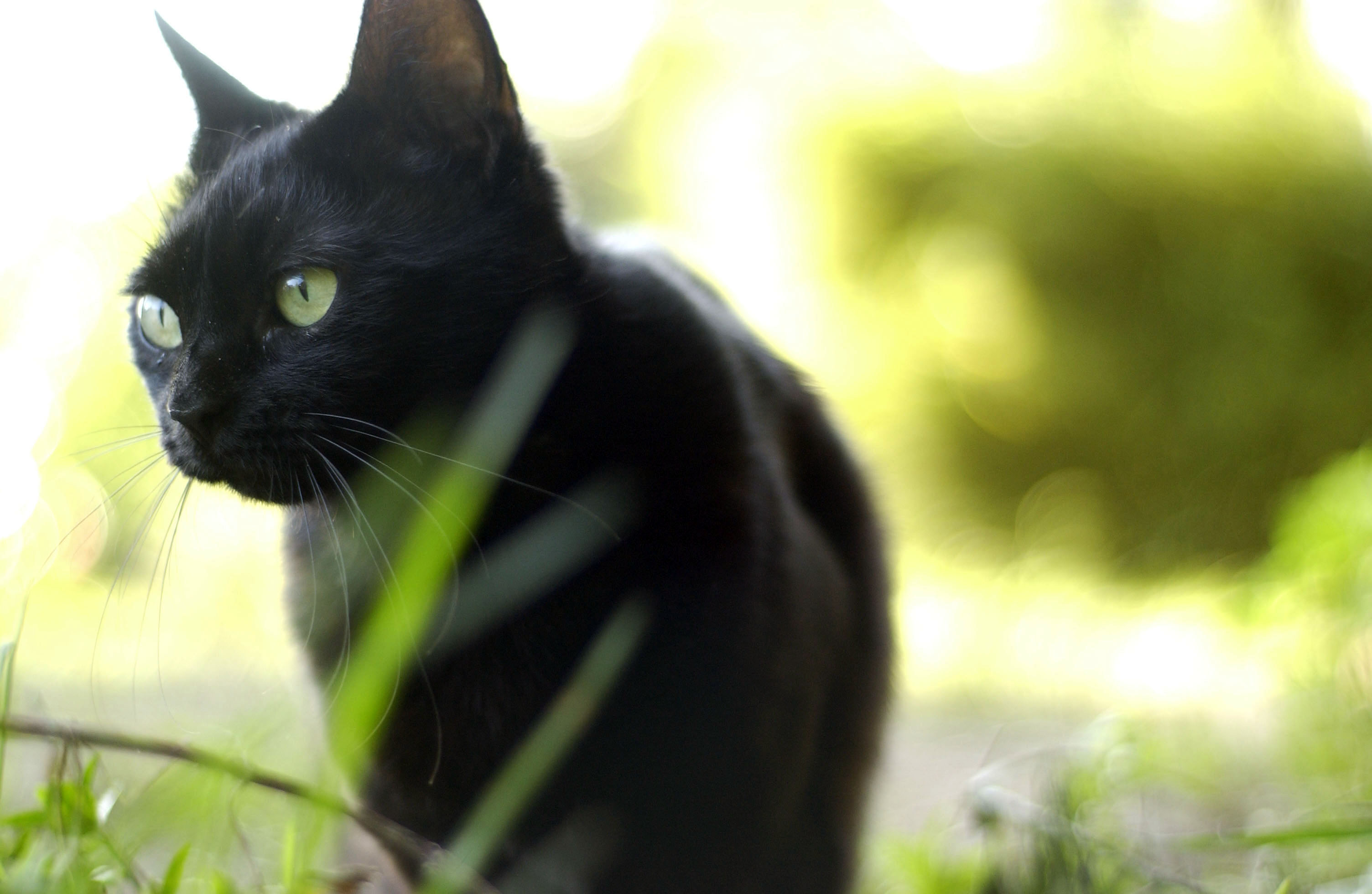 Handy-Wallpaper Tiere, Katzen, Katze kostenlos herunterladen.