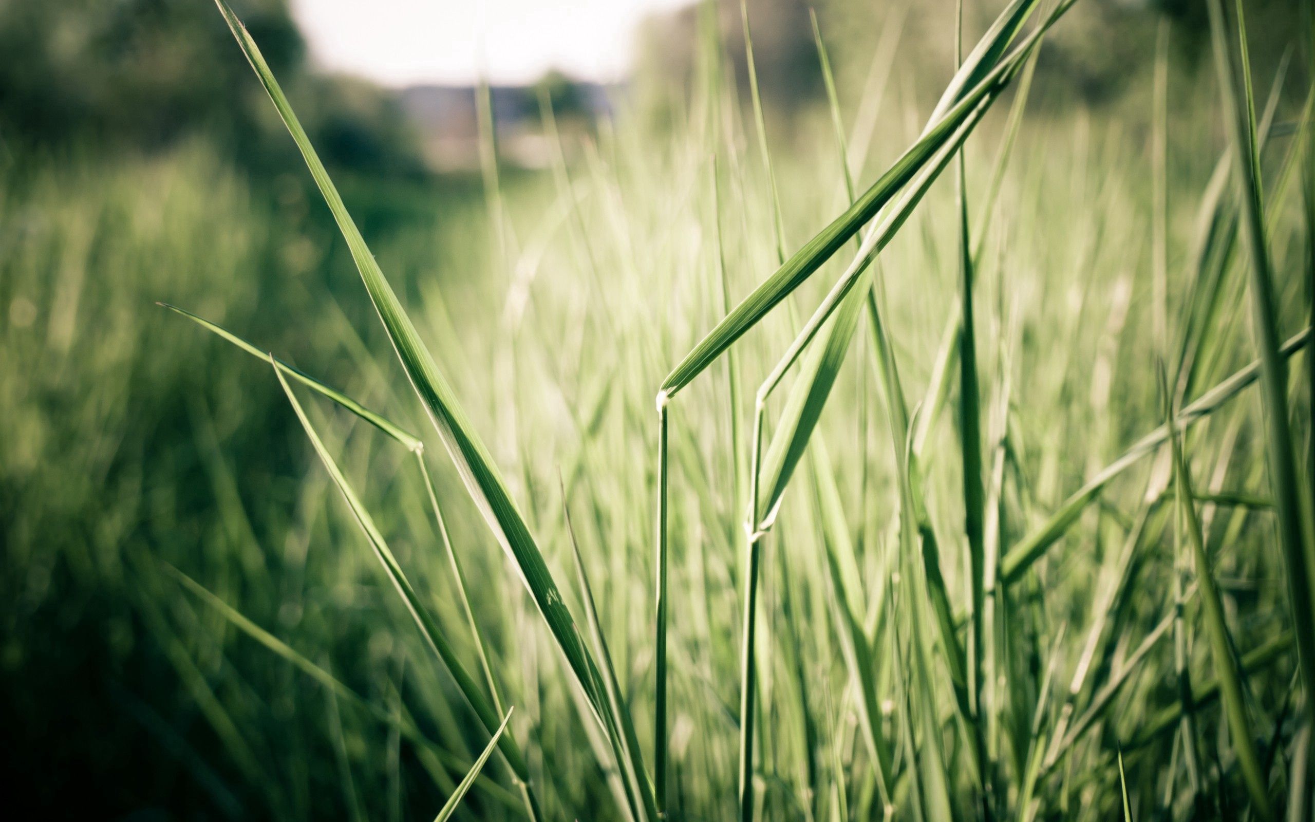 Handy-Wallpaper Makro, Scheinen, Licht, Schatten, Grass, Sommer kostenlos herunterladen.