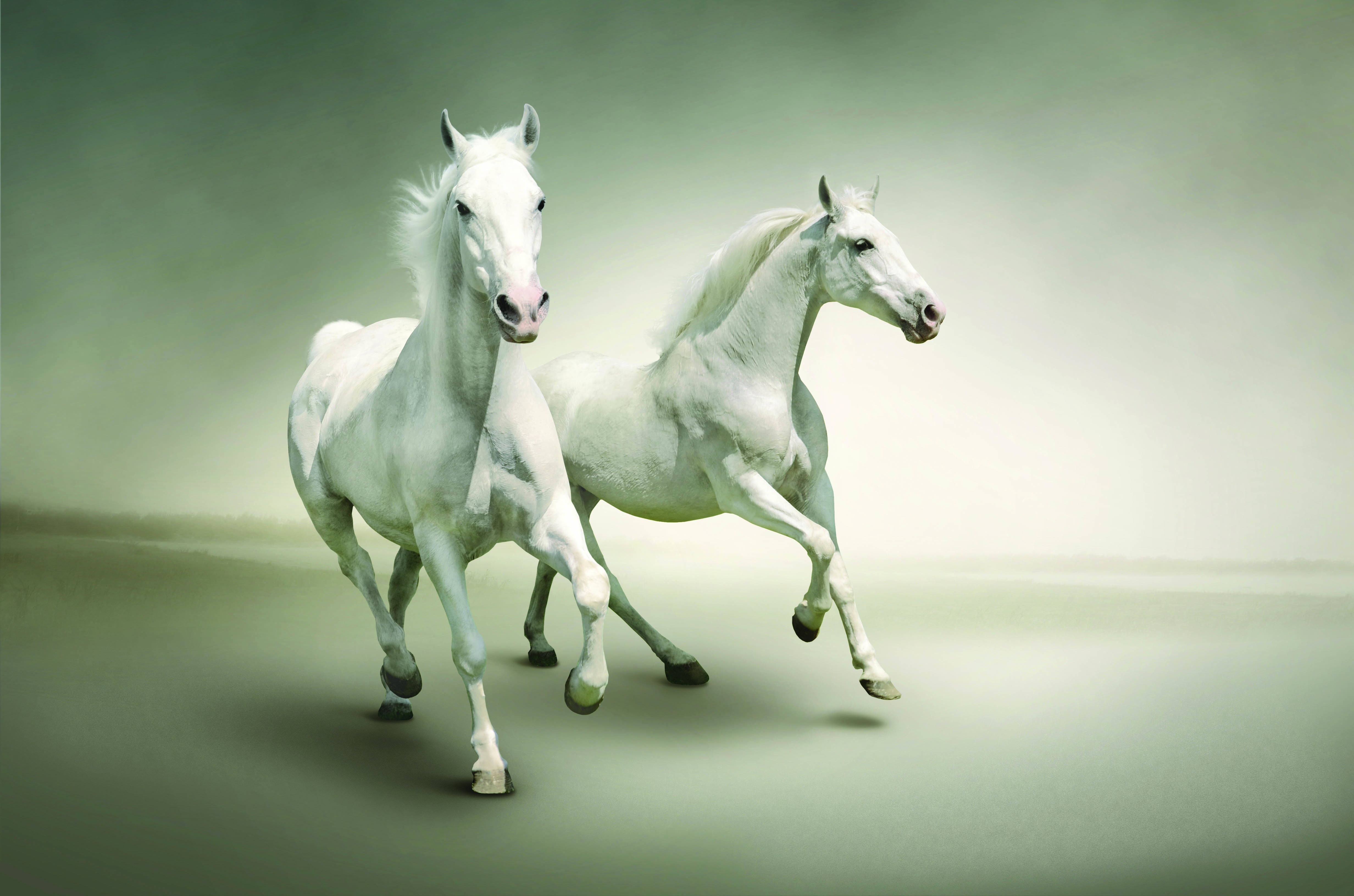 139908 Bild herunterladen pferde, tiere, paar, lauf, ausgeführte - Hintergrundbilder und Bildschirmschoner kostenlos