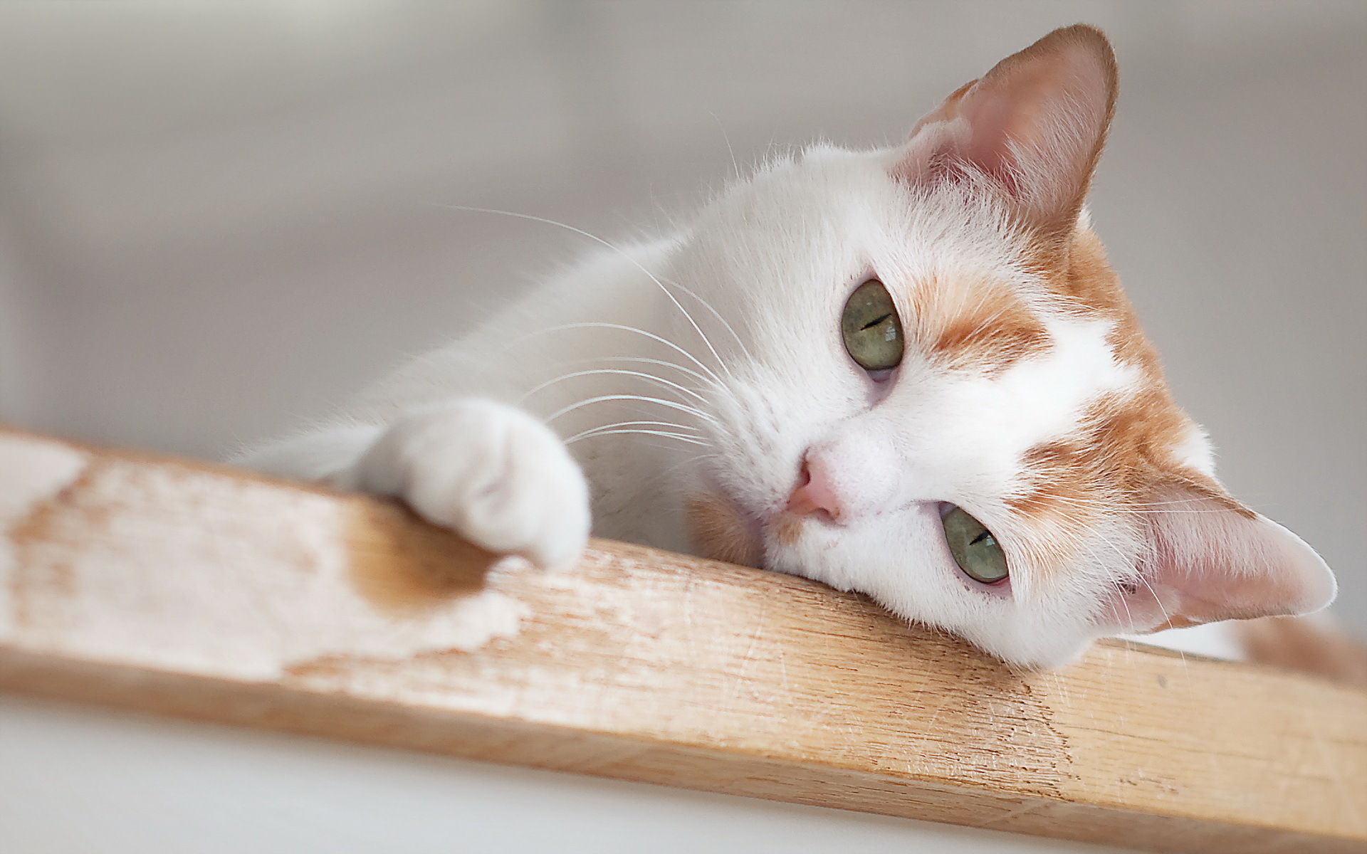 Baixar papel de parede para celular de Animais, Gatos, Gato gratuito.