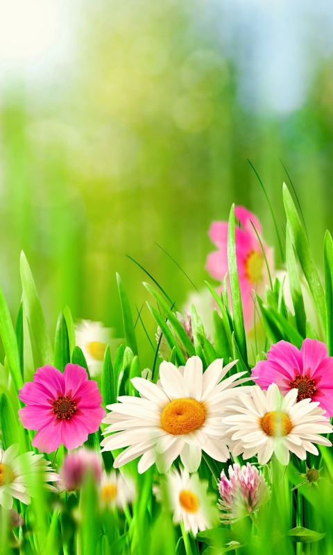 Download mobile wallpaper Nature, Flowers, Grass, Flower, Close Up, Earth, Spring, Bokeh, Daisy for free.