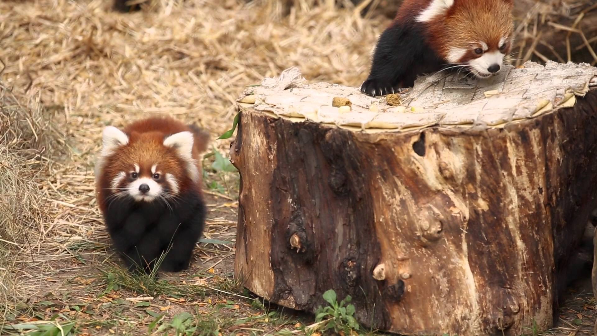 Descarga gratuita de fondo de pantalla para móvil de Animales, Chicago, Panda Rojo, Zoo.