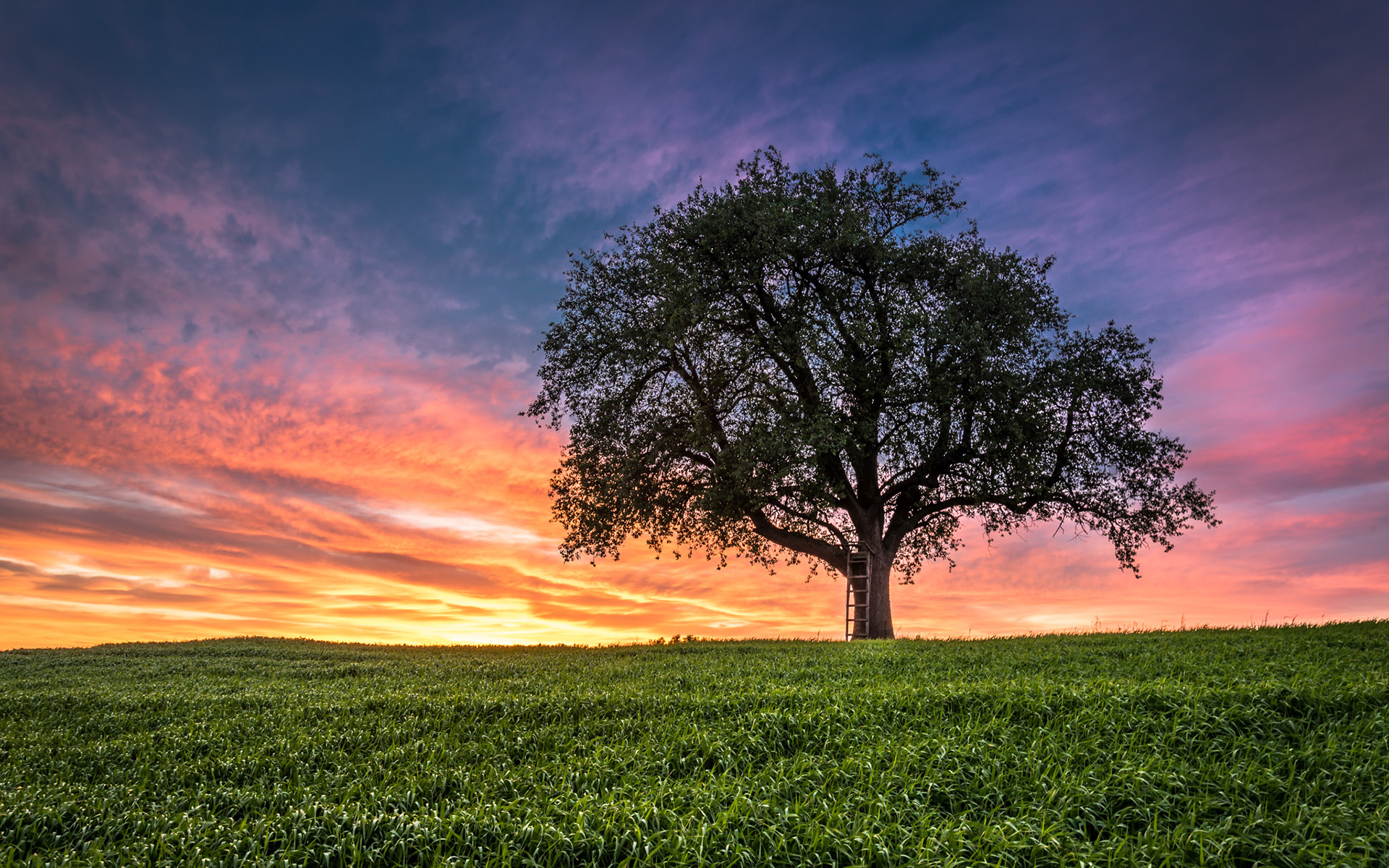 Téléchargez gratuitement l'image Arbre, Des Arbres, Terre/nature sur le bureau de votre PC