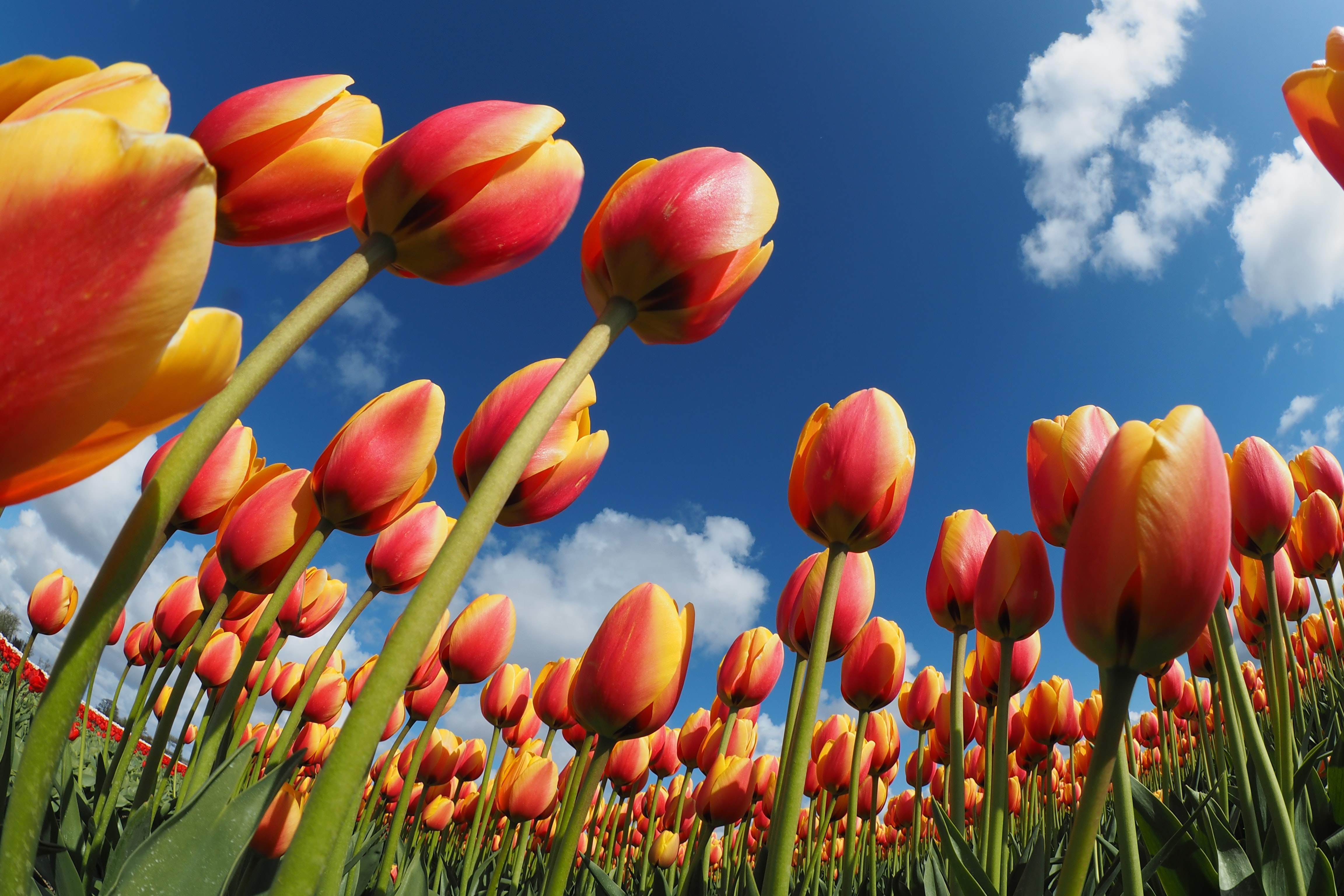 Descarga gratis la imagen Flores, Flor, Tulipán, Tierra/naturaleza, Flor Naranja en el escritorio de tu PC