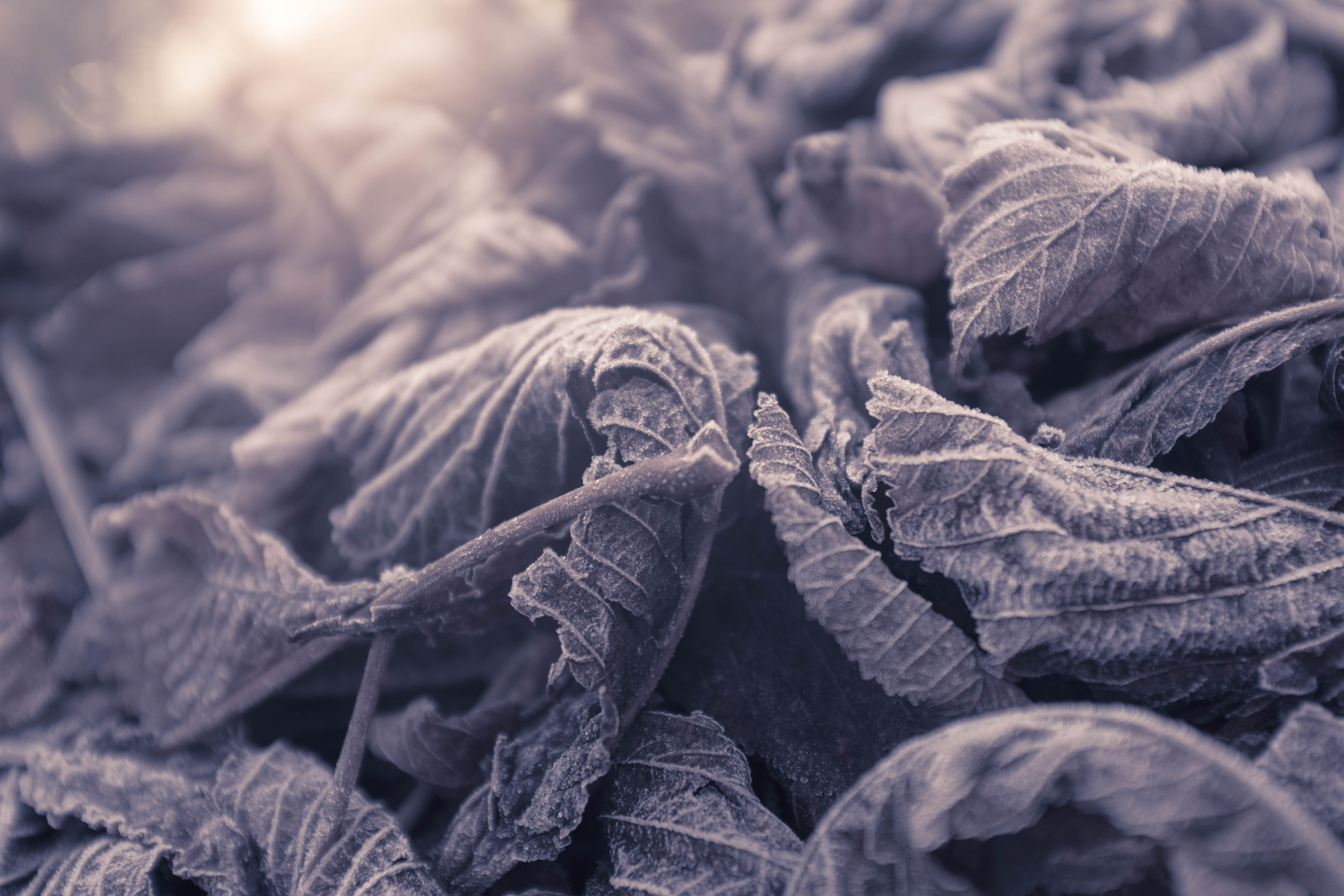 Download mobile wallpaper Frost, Macro, Frozen, Leaves for free.