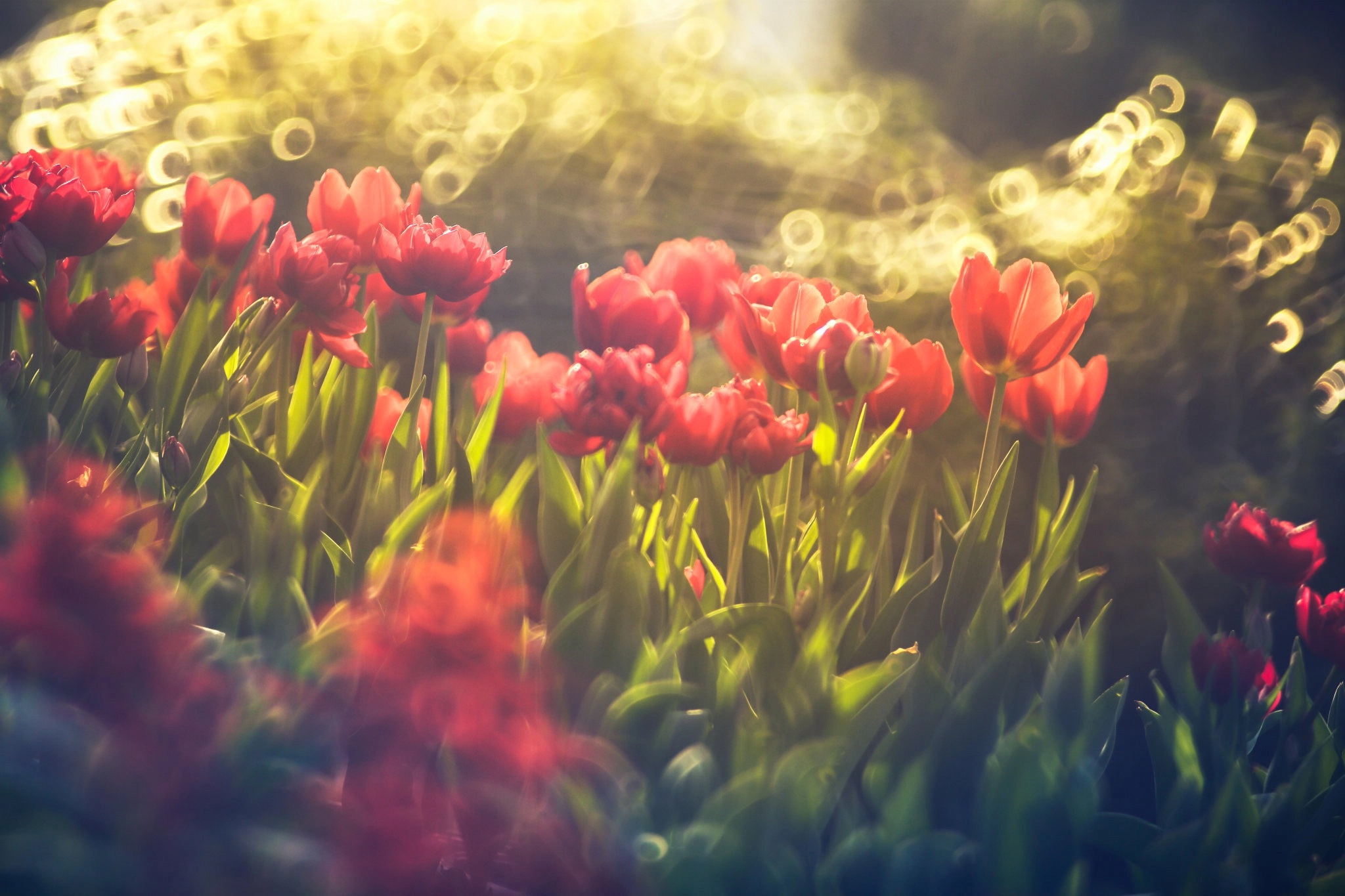 Téléchargez gratuitement l'image Fleurs, Fleur, Bokeh, Tulipe, Fleur Rouge, La Nature, Terre/nature sur le bureau de votre PC