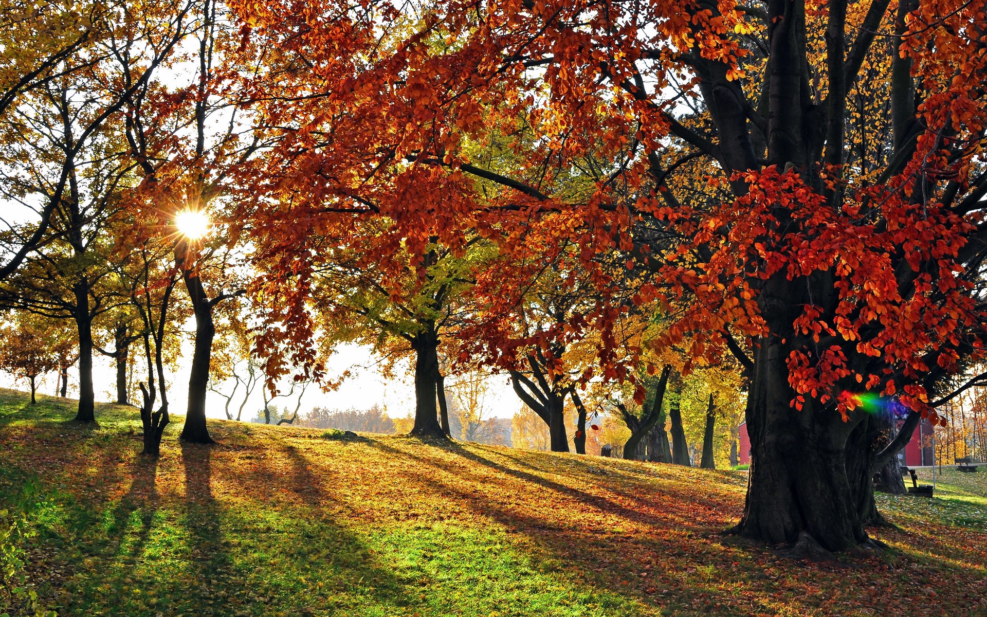 Téléchargez des papiers peints mobile Automne, Terre/nature gratuitement.