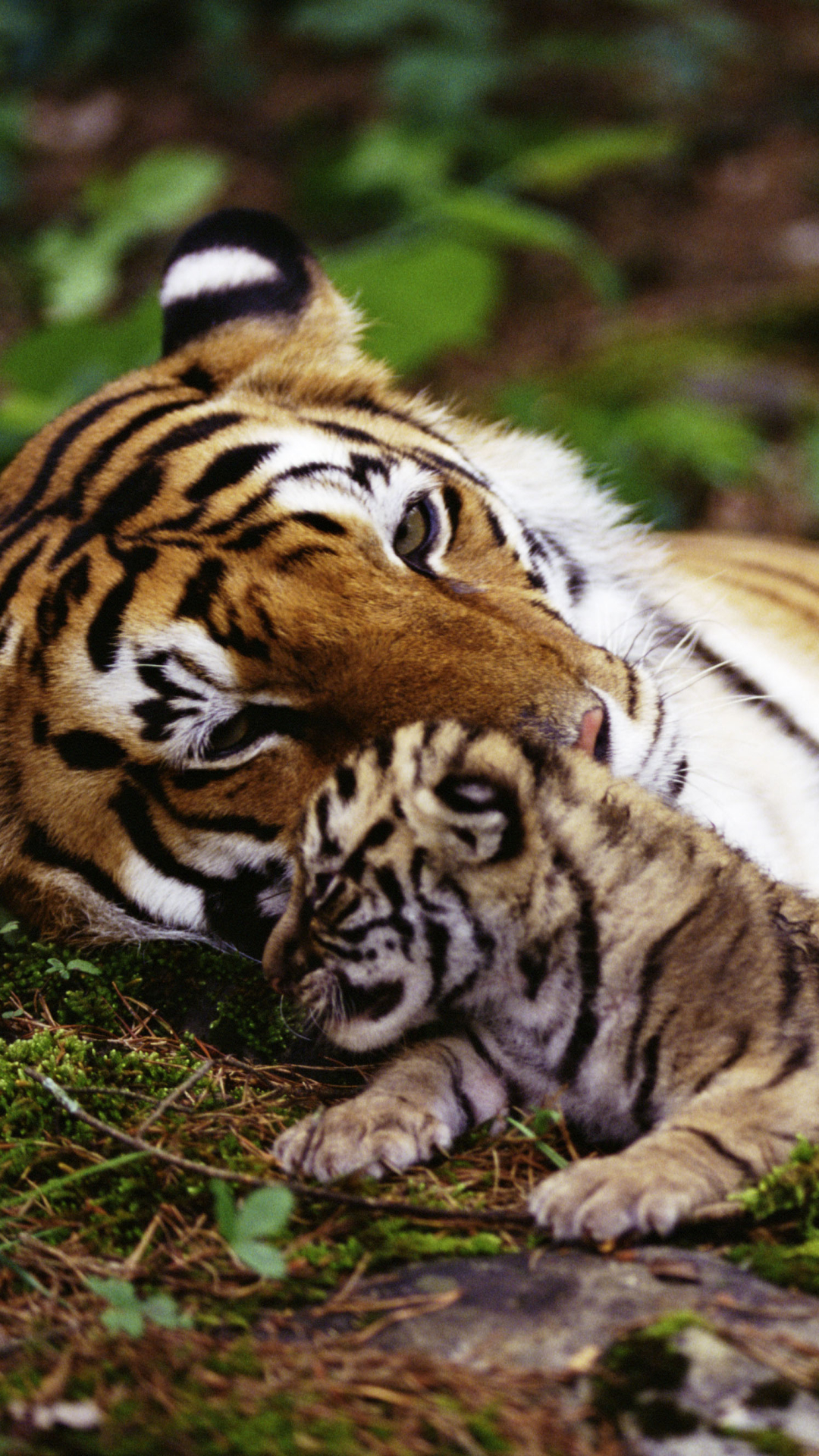 Download mobile wallpaper Cats, Tiger, Animal for free.