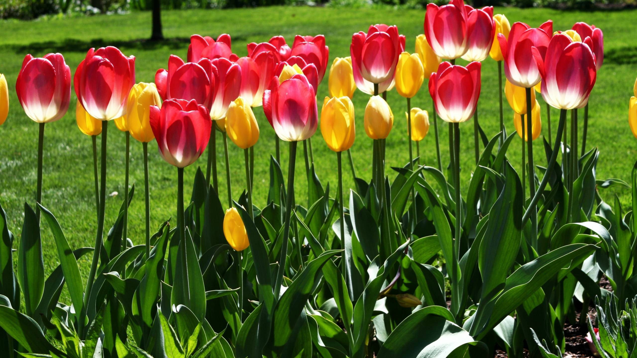 Free download wallpaper Tulip, Flowers, Earth on your PC desktop