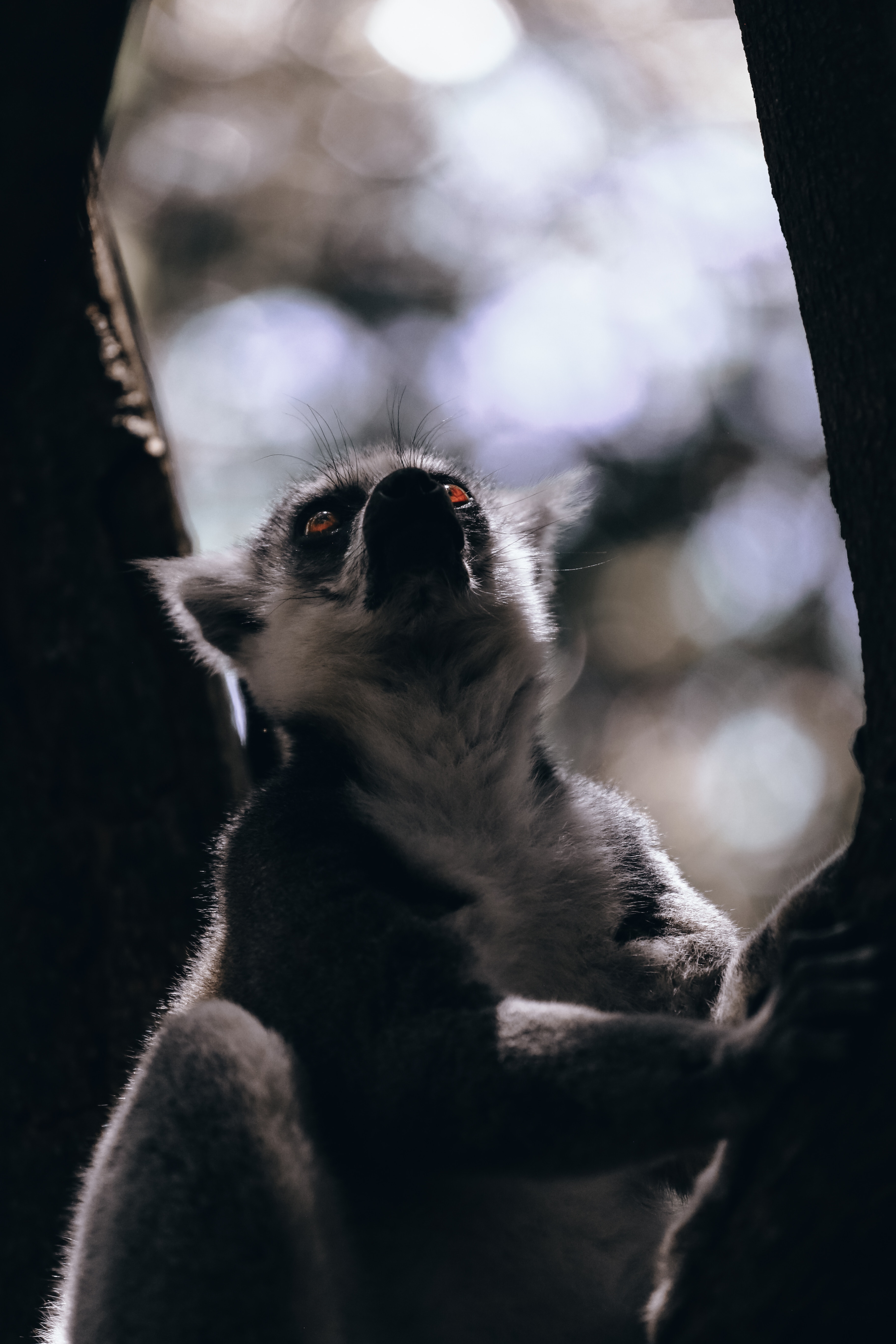 130699 Hintergrundbild herunterladen tiere, sicht, meinung, wilde natur, wildlife, tier, lemur - Bildschirmschoner und Bilder kostenlos