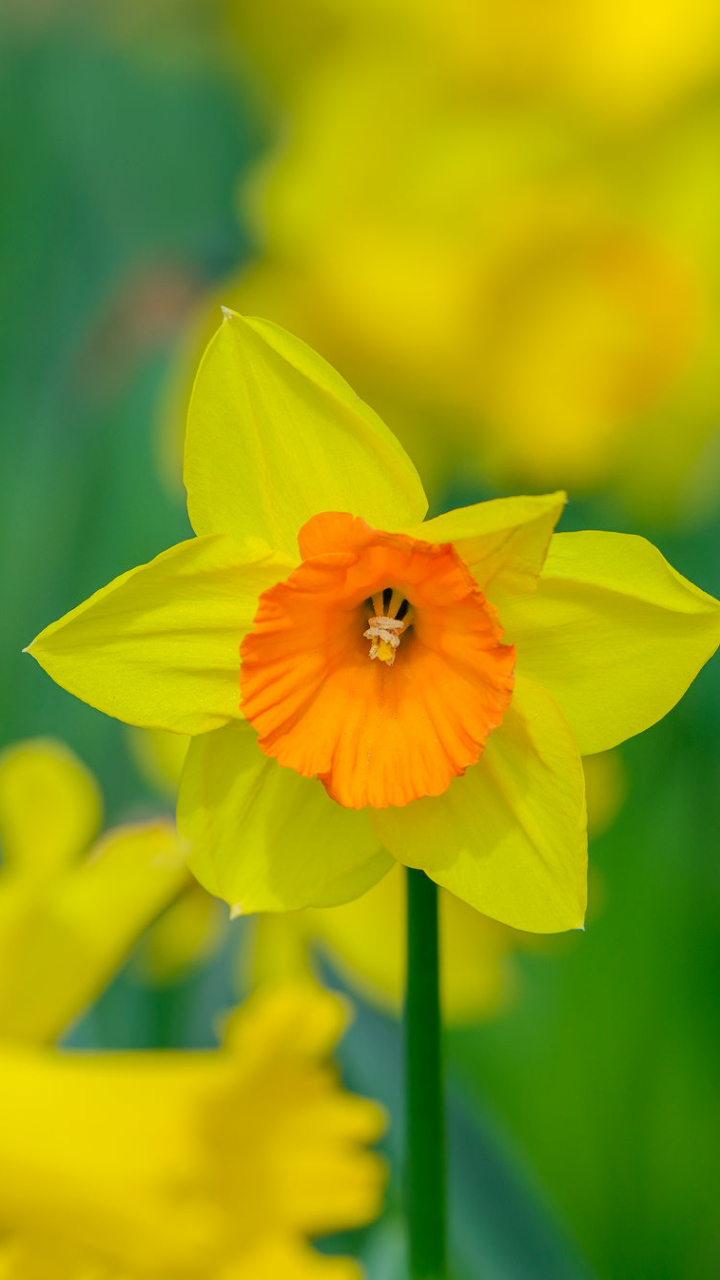 Descarga gratuita de fondo de pantalla para móvil de Naturaleza, Flores, Verano, Flor, Macro, Narciso, Flor Amarilla, Tierra/naturaleza, Macrofotografía, El Verano.