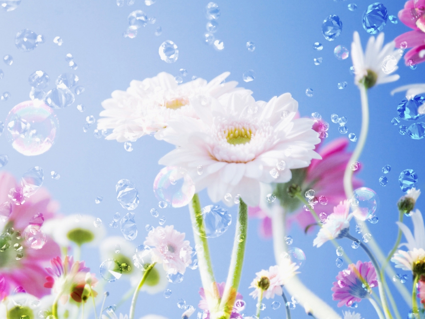 Laden Sie das Pflanzen, Blumen, Drops-Bild kostenlos auf Ihren PC-Desktop herunter