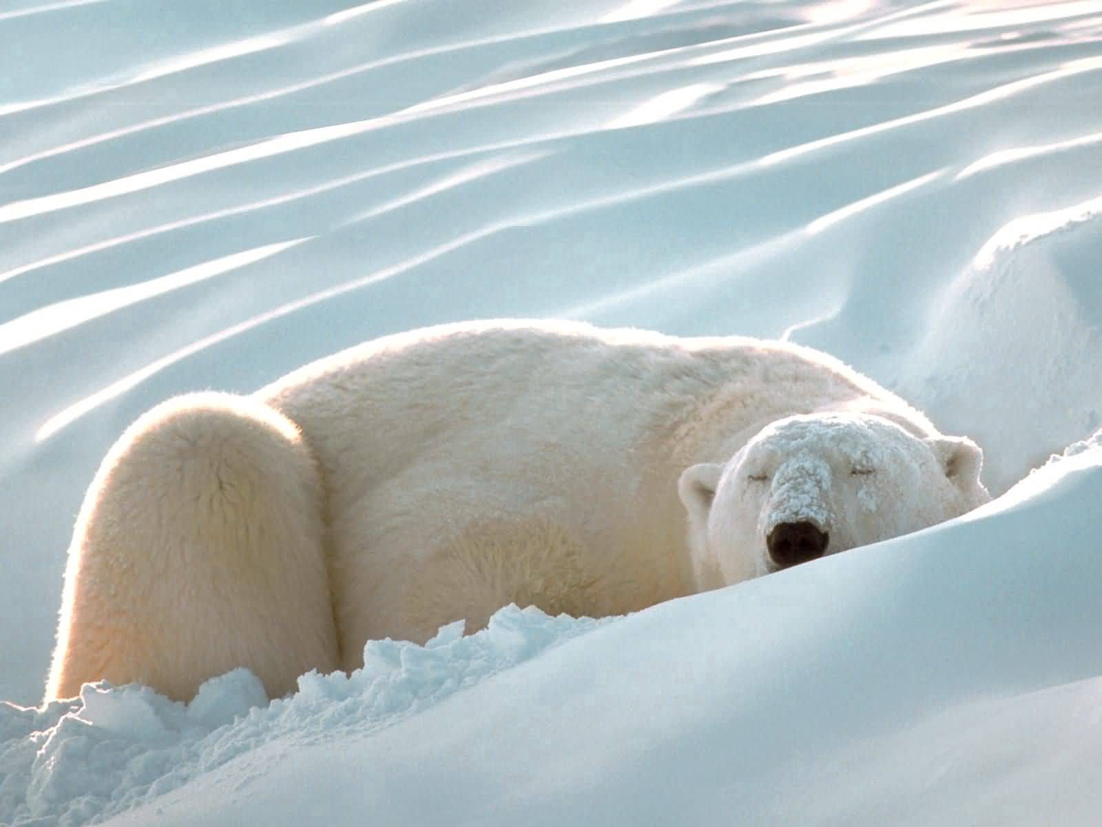 animals, snow, fat, thick, sleep, dream, polar bear cellphone