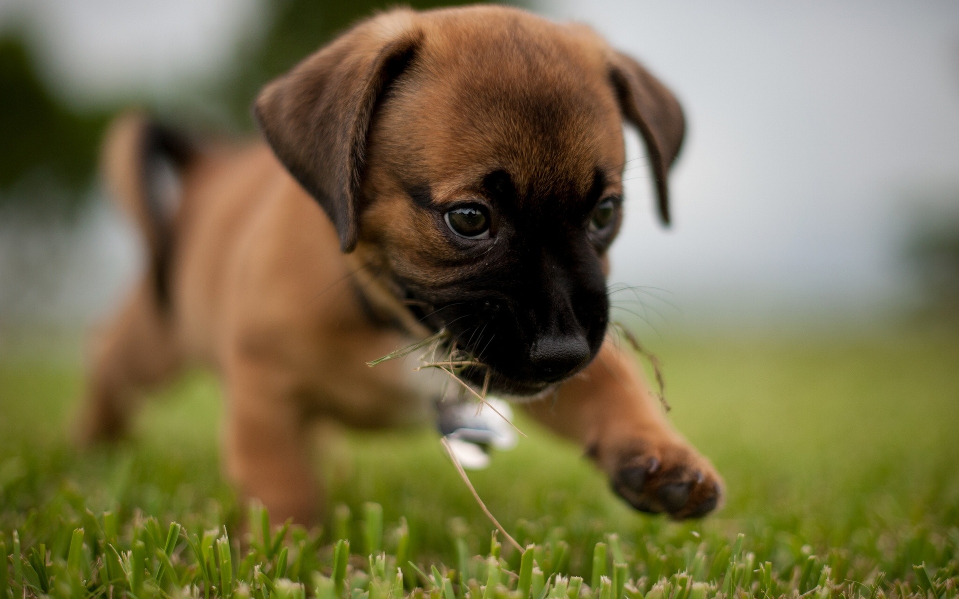 Téléchargez des papiers peints mobile Chiot, Chiens, Animaux gratuitement.