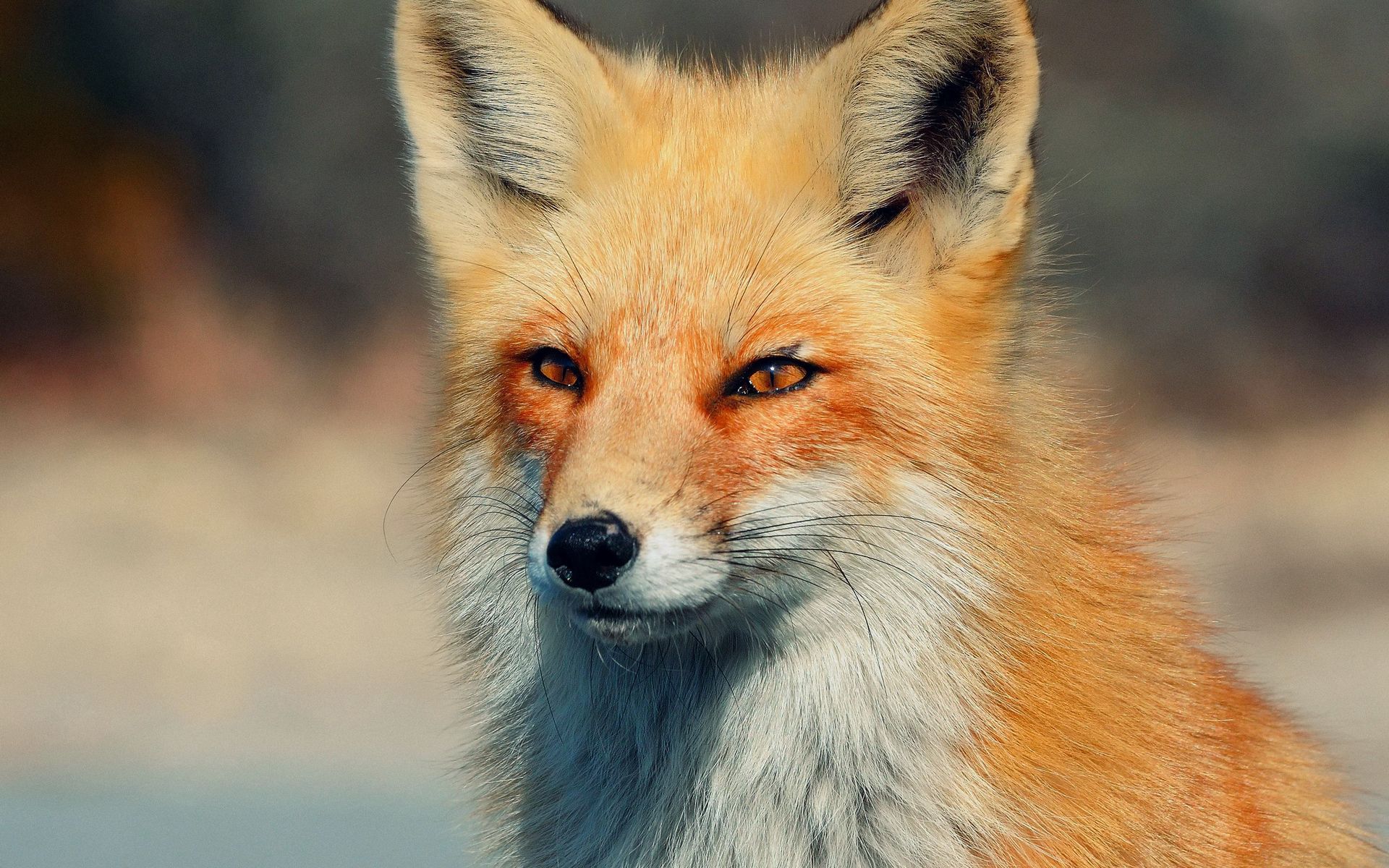 fox, animals, eyes, predator