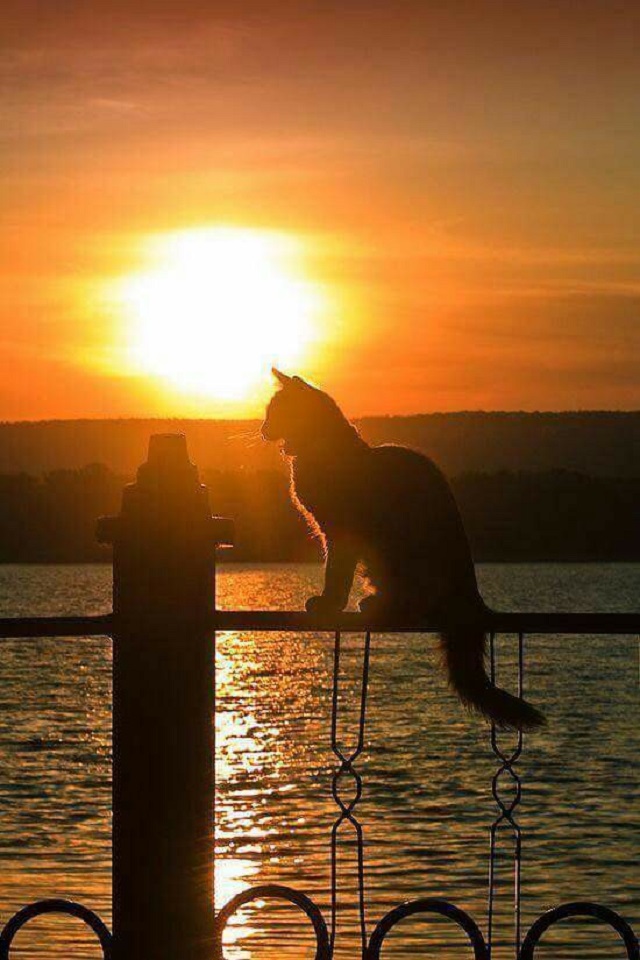 Download mobile wallpaper Cats, Water, Sunset, Cat, Animal for free.