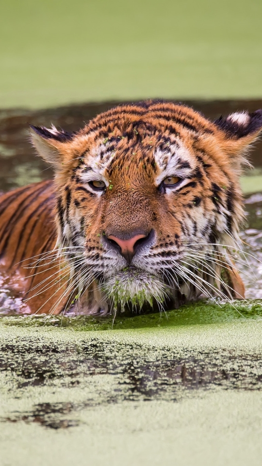 Handy-Wallpaper Tiere, Katzen, Tiger kostenlos herunterladen.