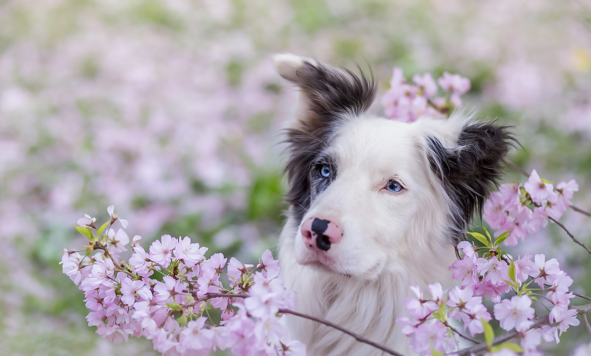 Handy-Wallpaper Tiere, Hunde, Hund, Blüte, Border Collie, Pinke Blume, Tiefenschärfe kostenlos herunterladen.