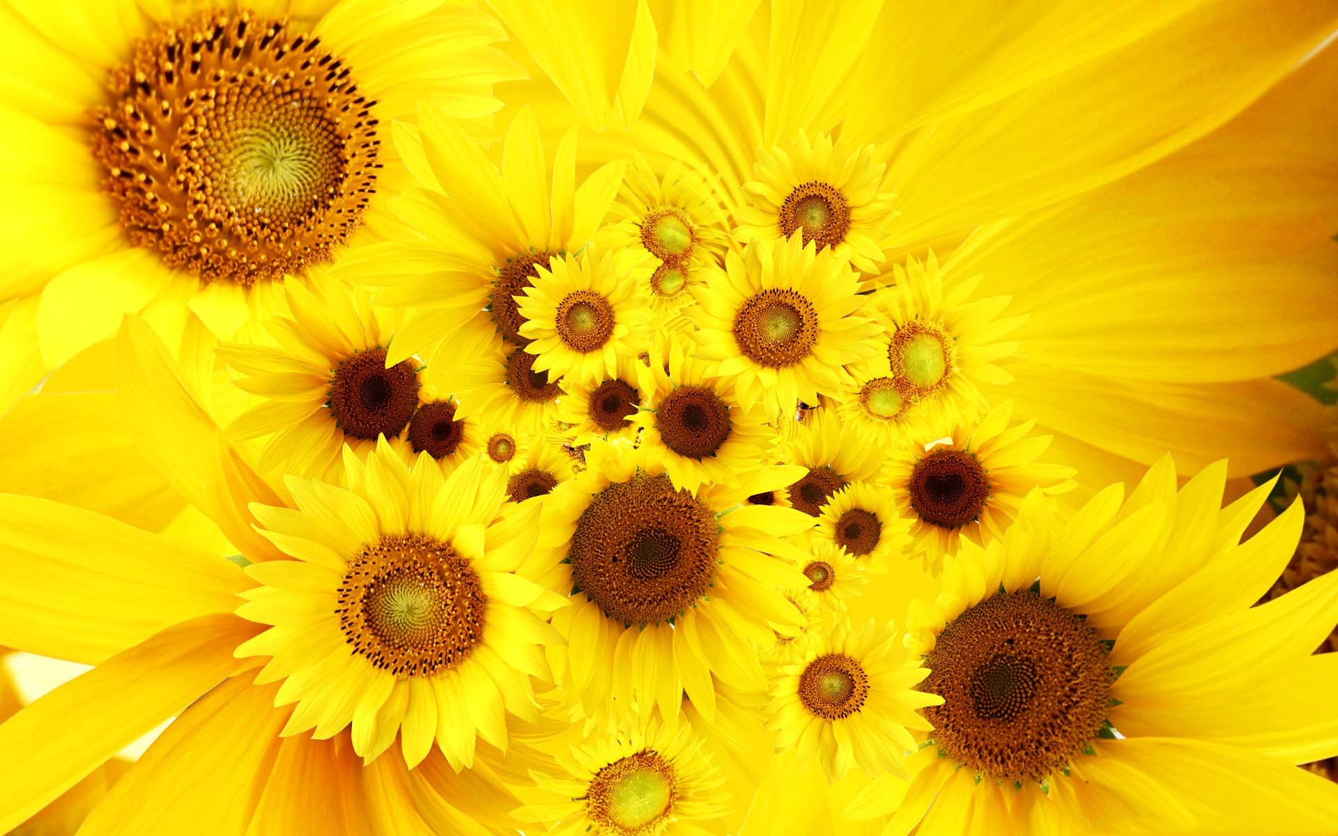 181407 Hintergrundbild herunterladen erde/natur, sonnenblume, blumen - Bildschirmschoner und Bilder kostenlos