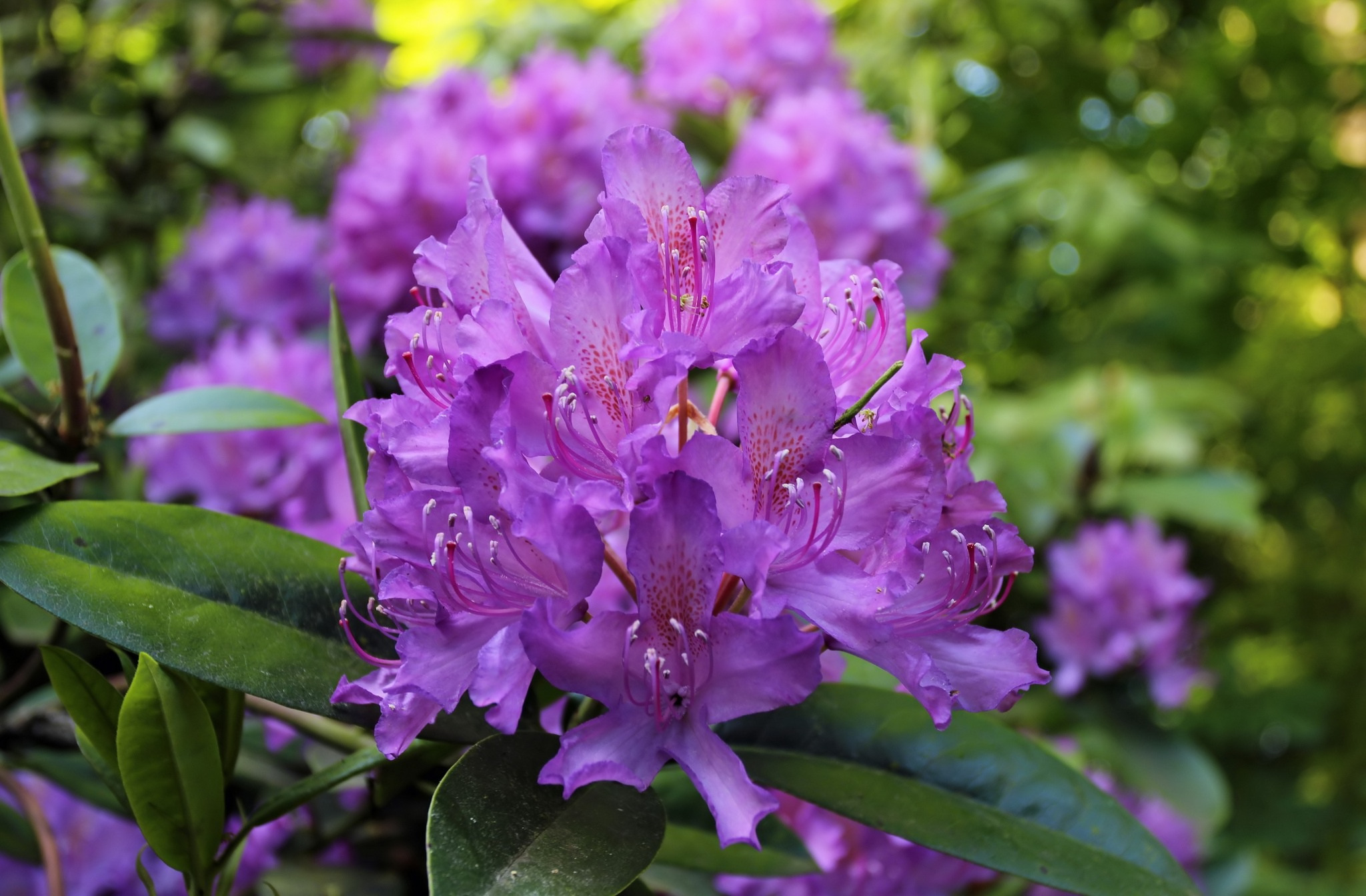Téléchargez gratuitement l'image Fleurs, Rhododendron, Terre/nature sur le bureau de votre PC