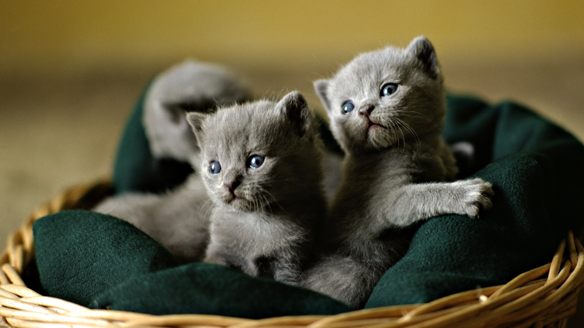 Baixar papel de parede para celular de Animais, Gato gratuito.