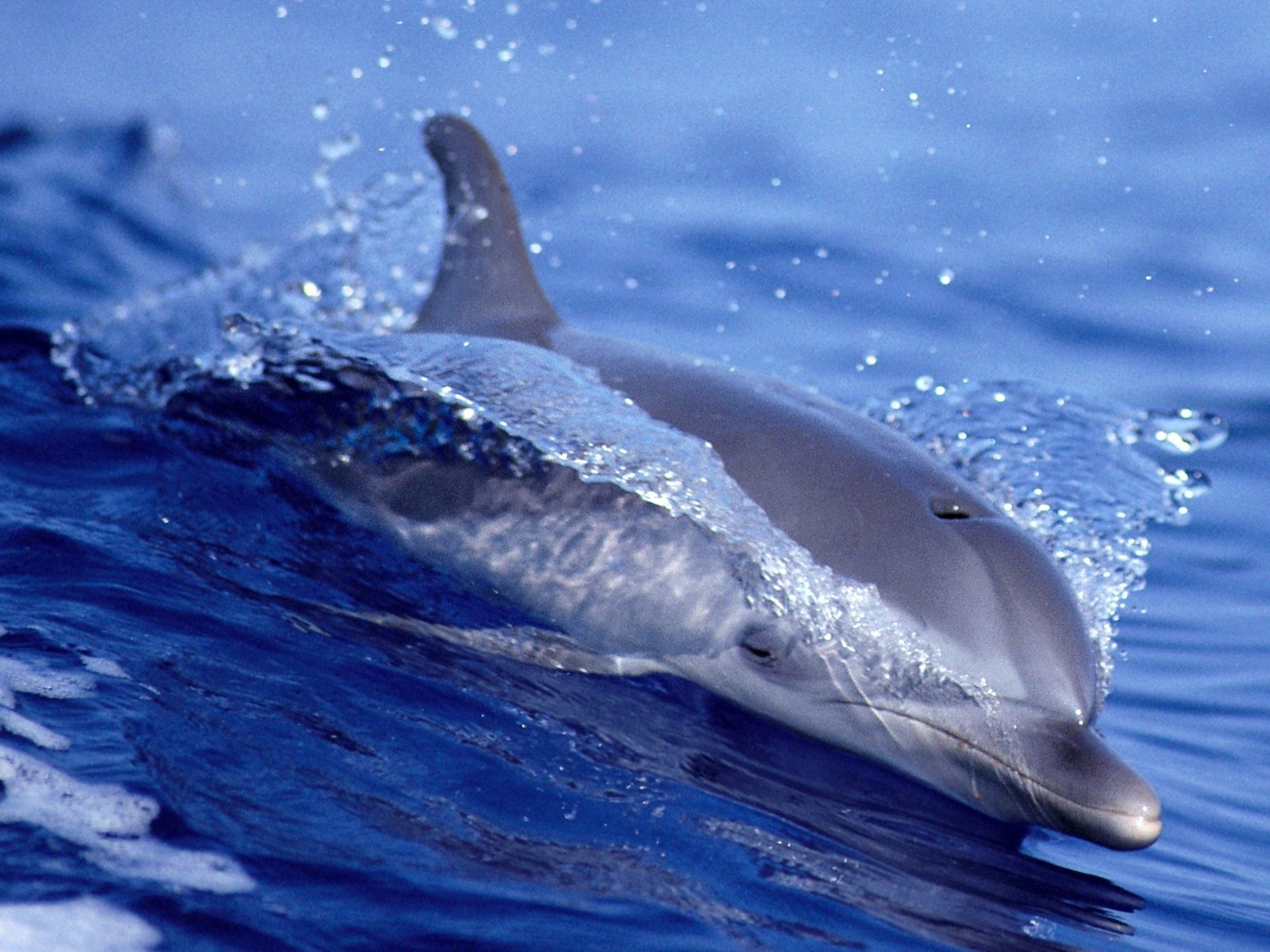 9135 descargar fondo de pantalla delfines, animales, agua, peces, azul: protectores de pantalla e imágenes gratis