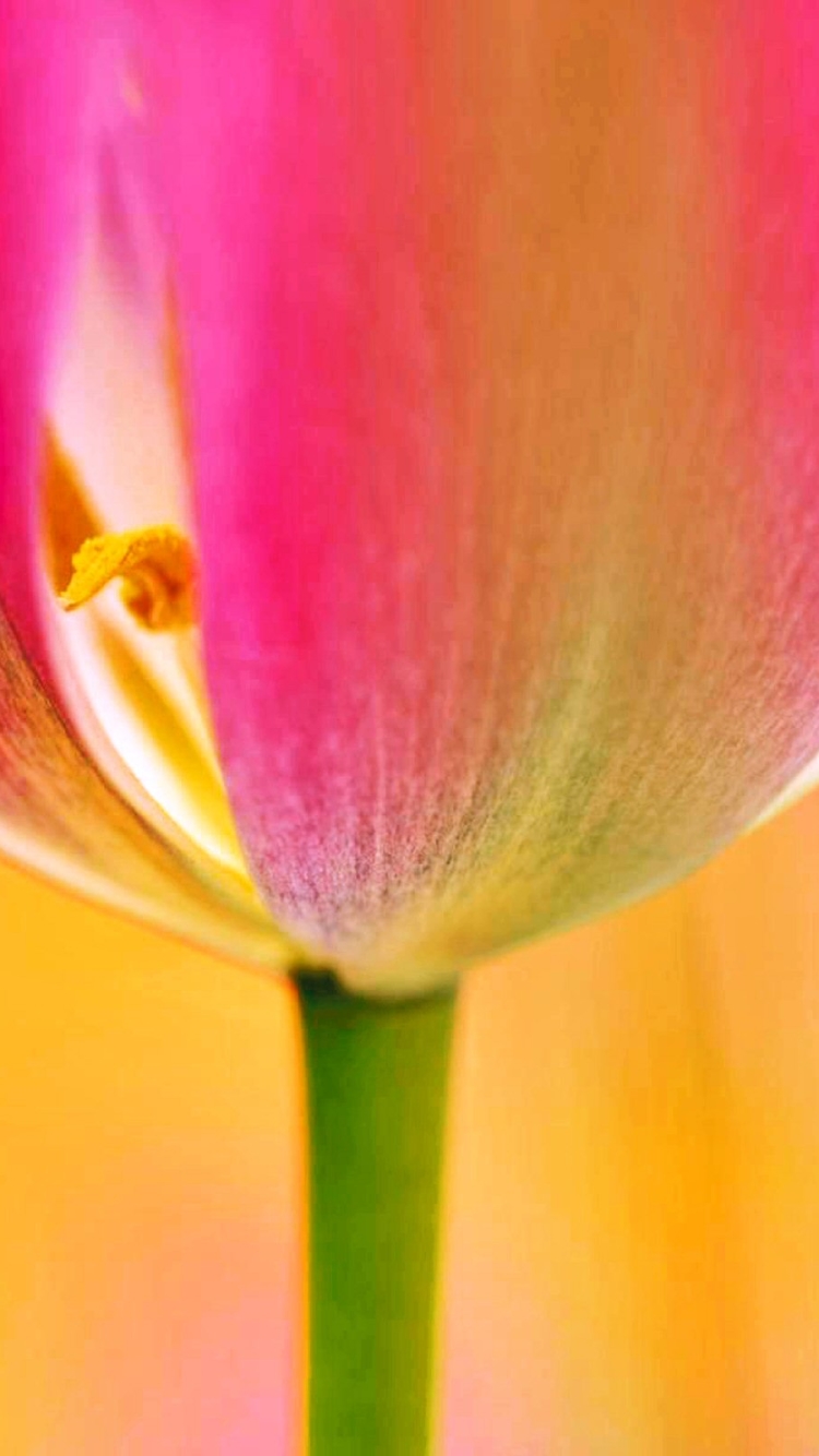Скачати мобільні шпалери Квітка, Земля, Барвистий, Весна, Тюльпан, Пелюстка, Рожева Квітка, Флауерзи безкоштовно.