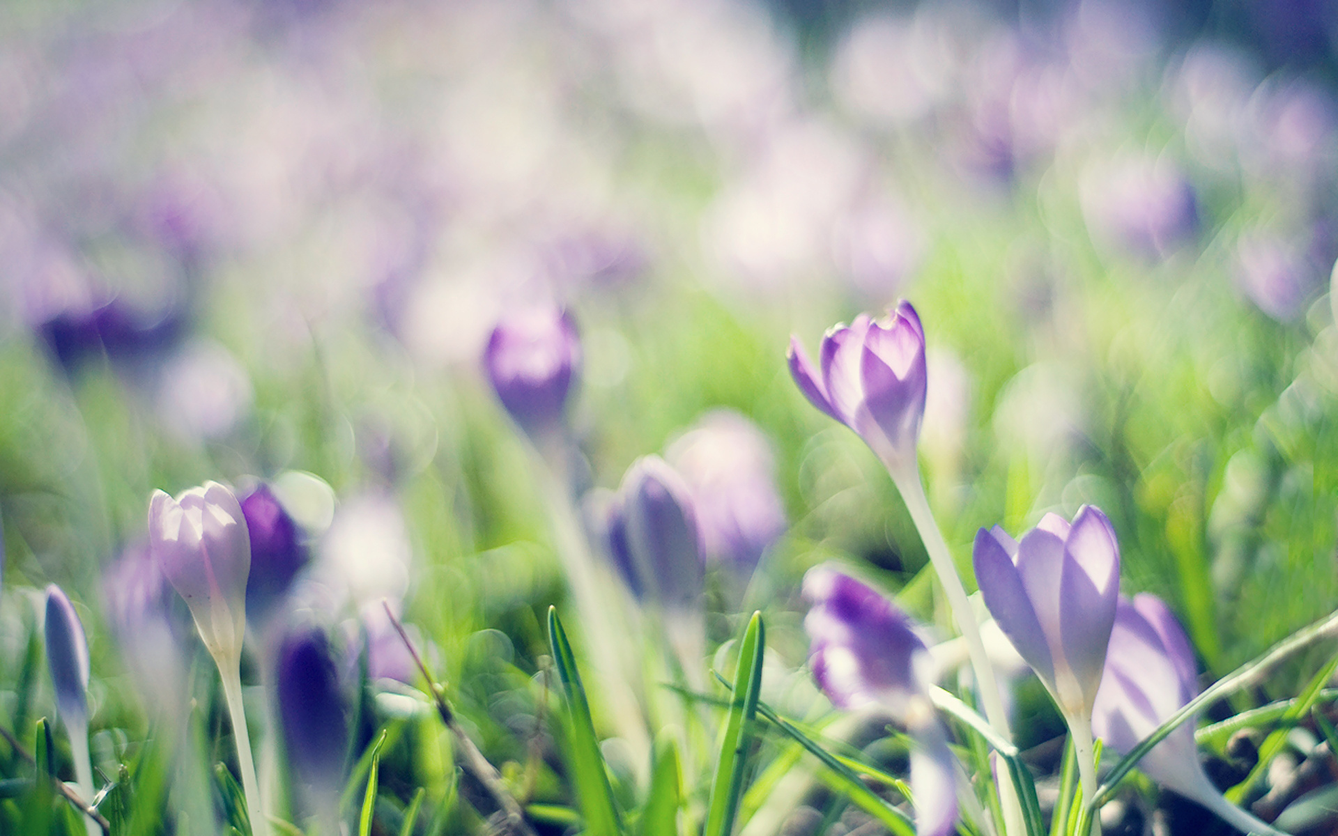 Free download wallpaper Flowers, Flower, Earth, Crocus on your PC desktop