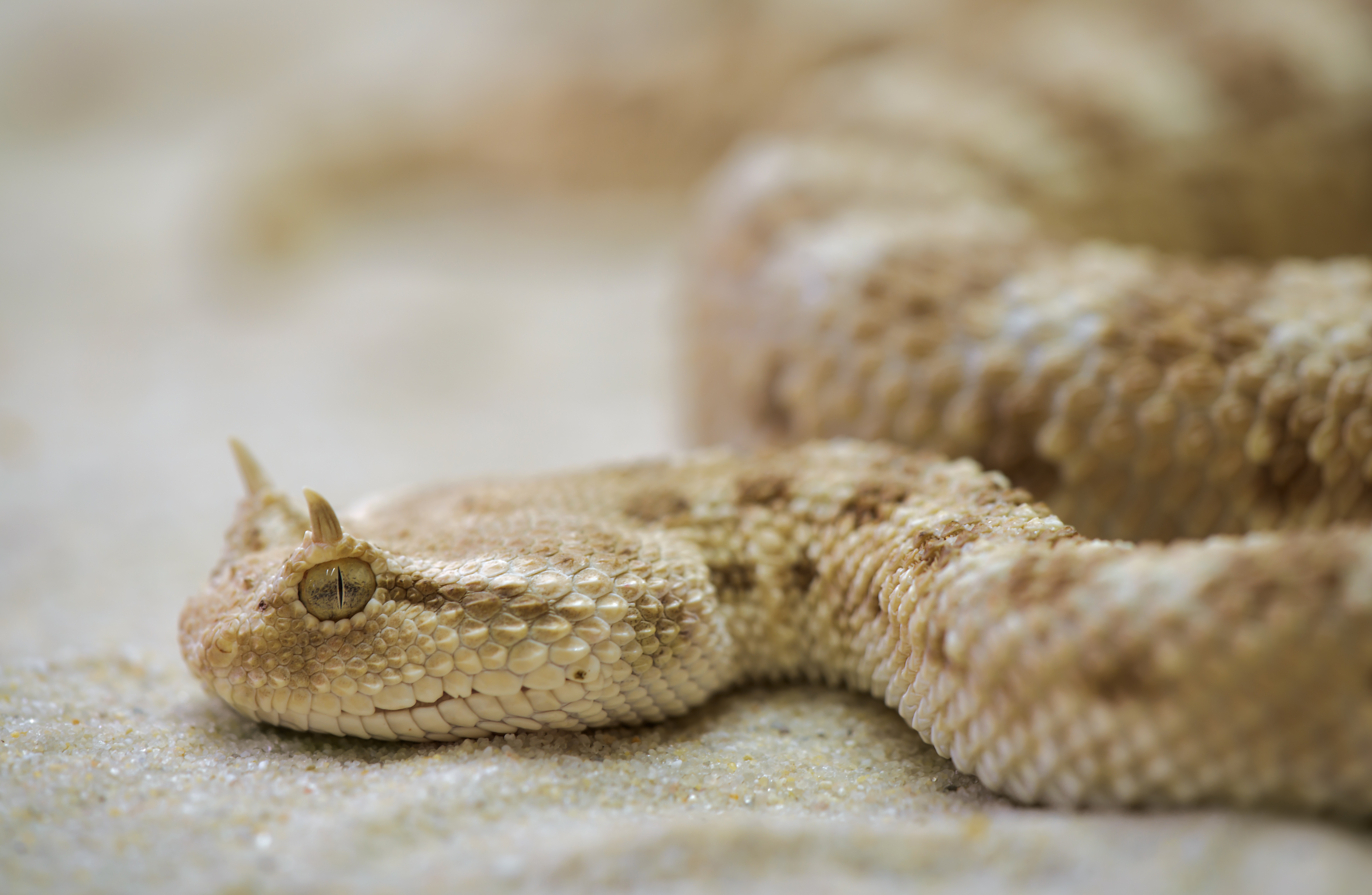 Laden Sie das Tiere, Schlange, Reptilien, Viper-Bild kostenlos auf Ihren PC-Desktop herunter