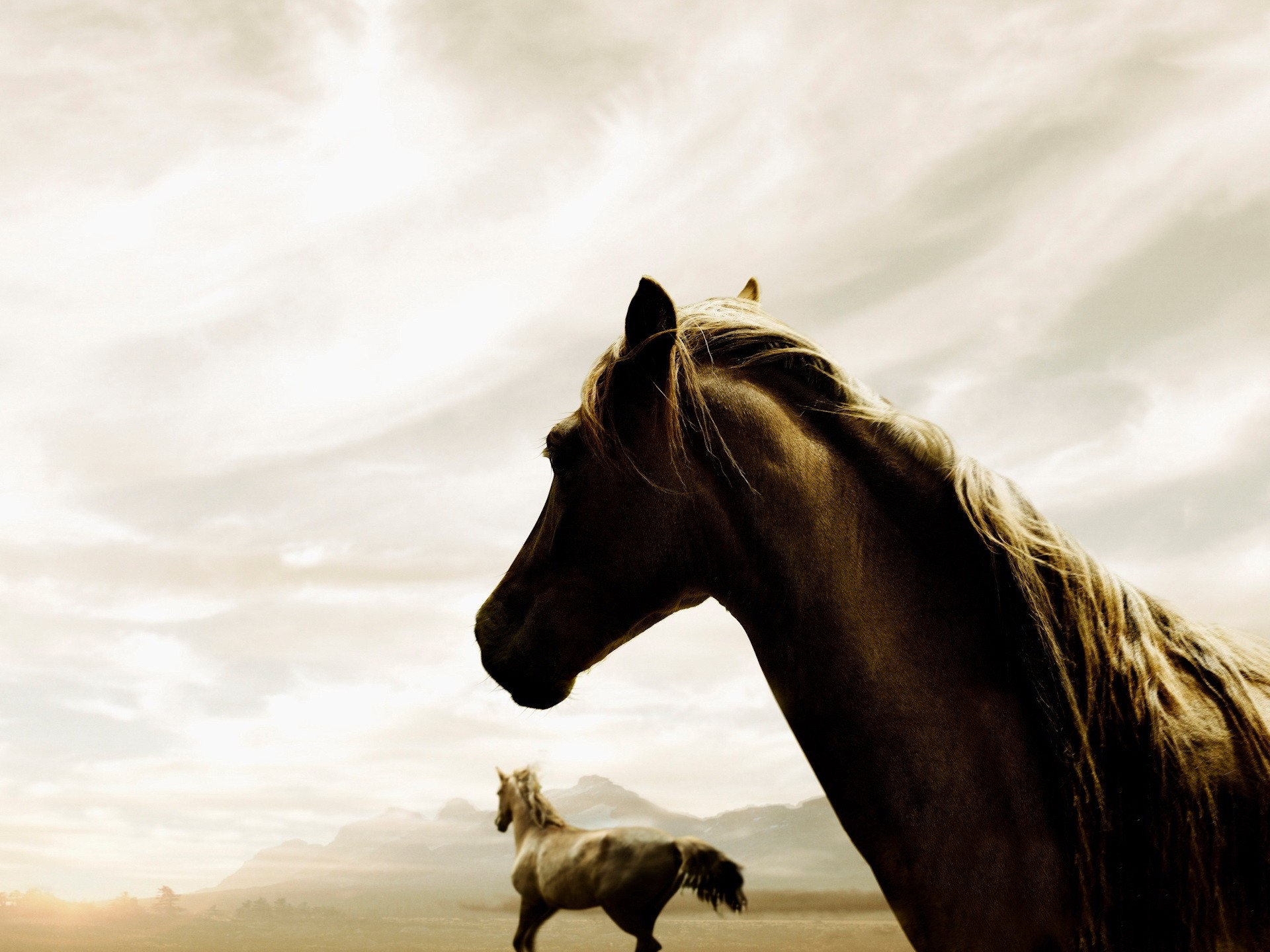 Скачать обои бесплатно Лошадь, Небо, Животные, Бег, Пара картинка на рабочий стол ПК