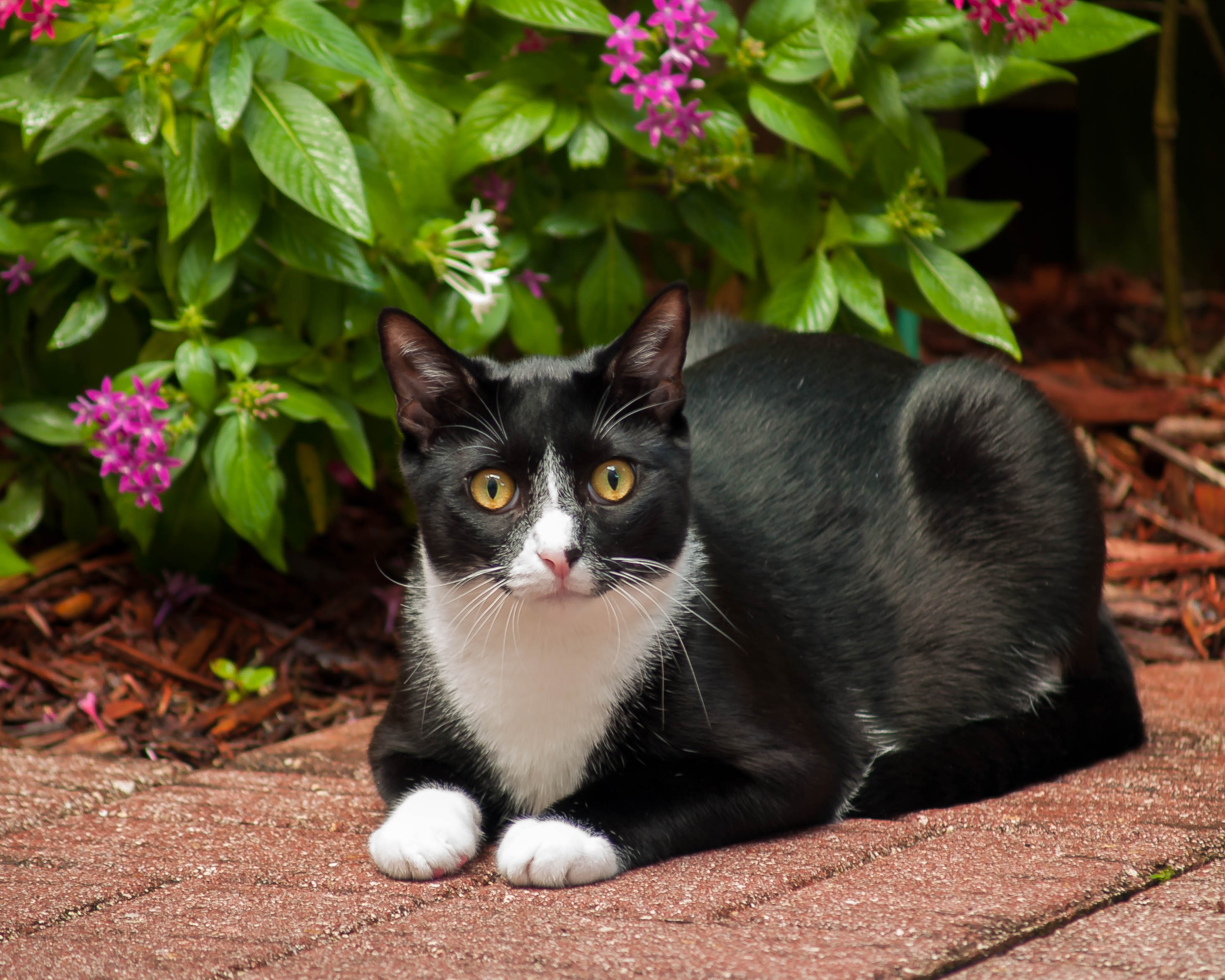 Descarga gratuita de fondo de pantalla para móvil de Animales, Gatos, Gato.