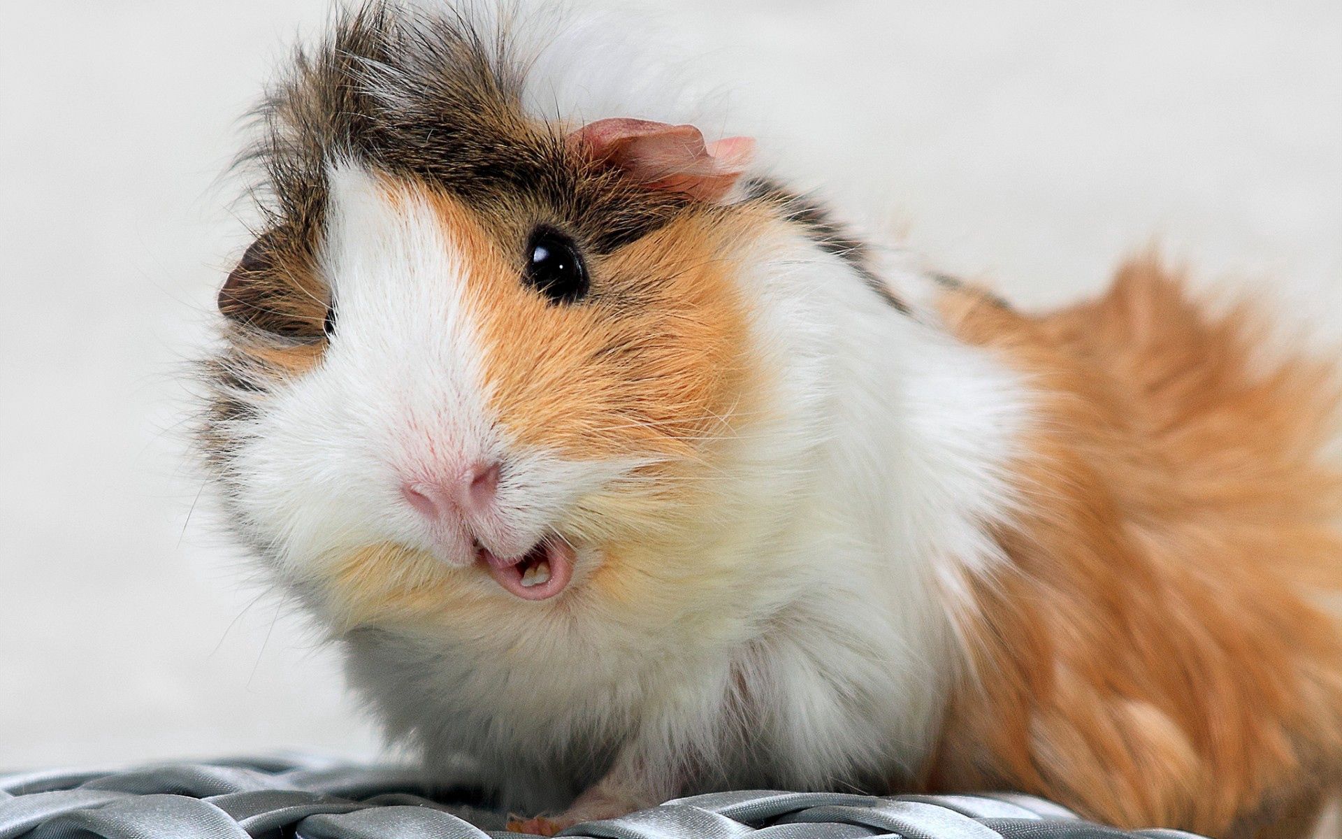 guinea pig, animals, fluffy, spotted, spotty HD wallpaper