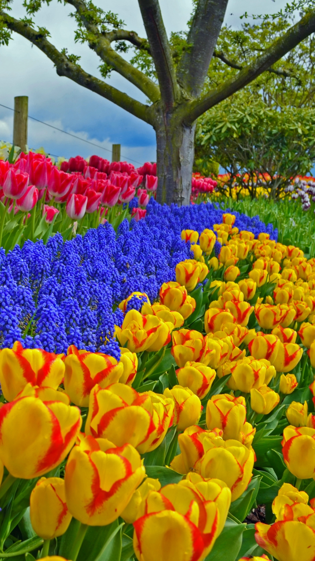 garden, earth, spring, colors, tulip, tree, park, colorful, hyacinth, muscari