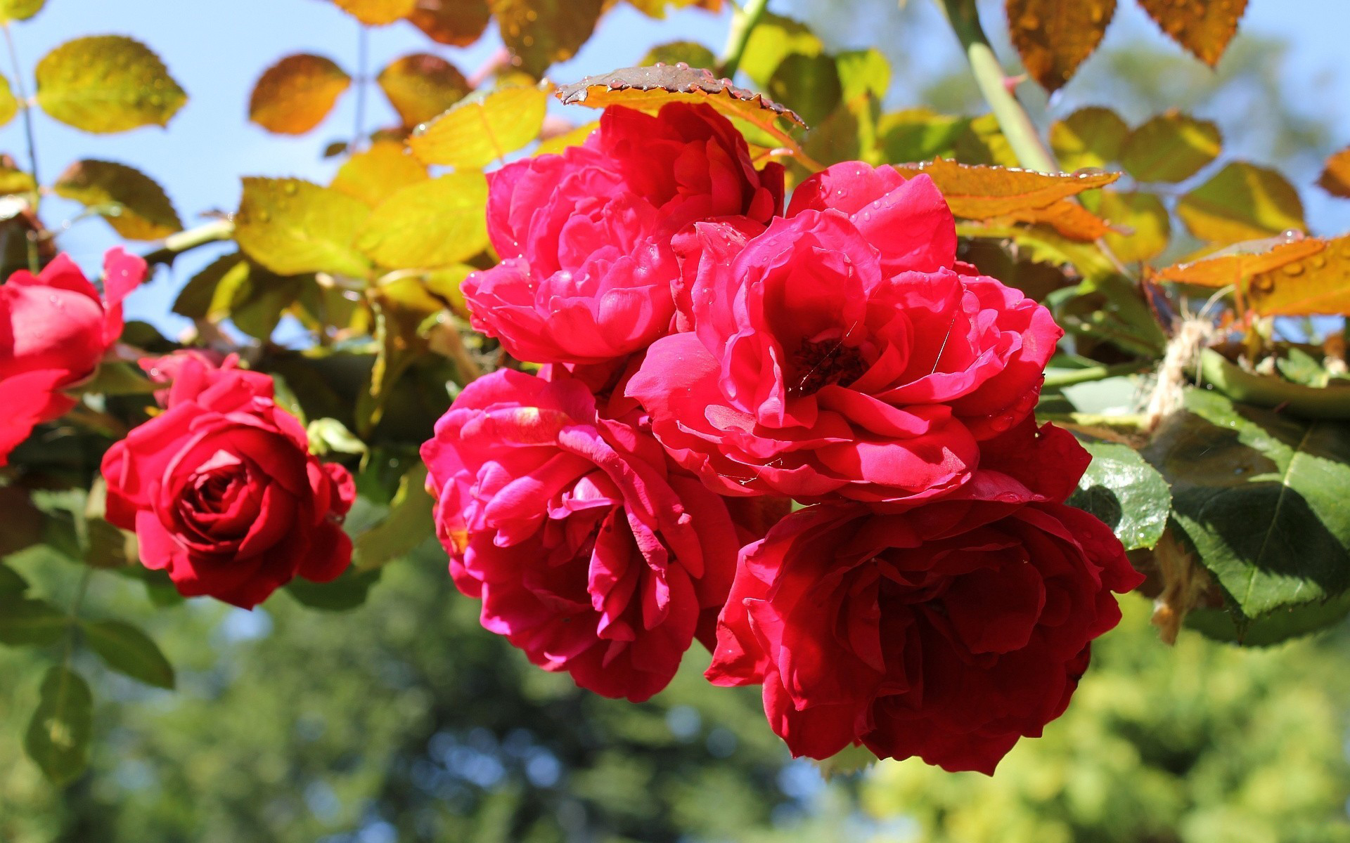 Handy-Wallpaper Blumen, Blume, Rose, Erde/natur kostenlos herunterladen.