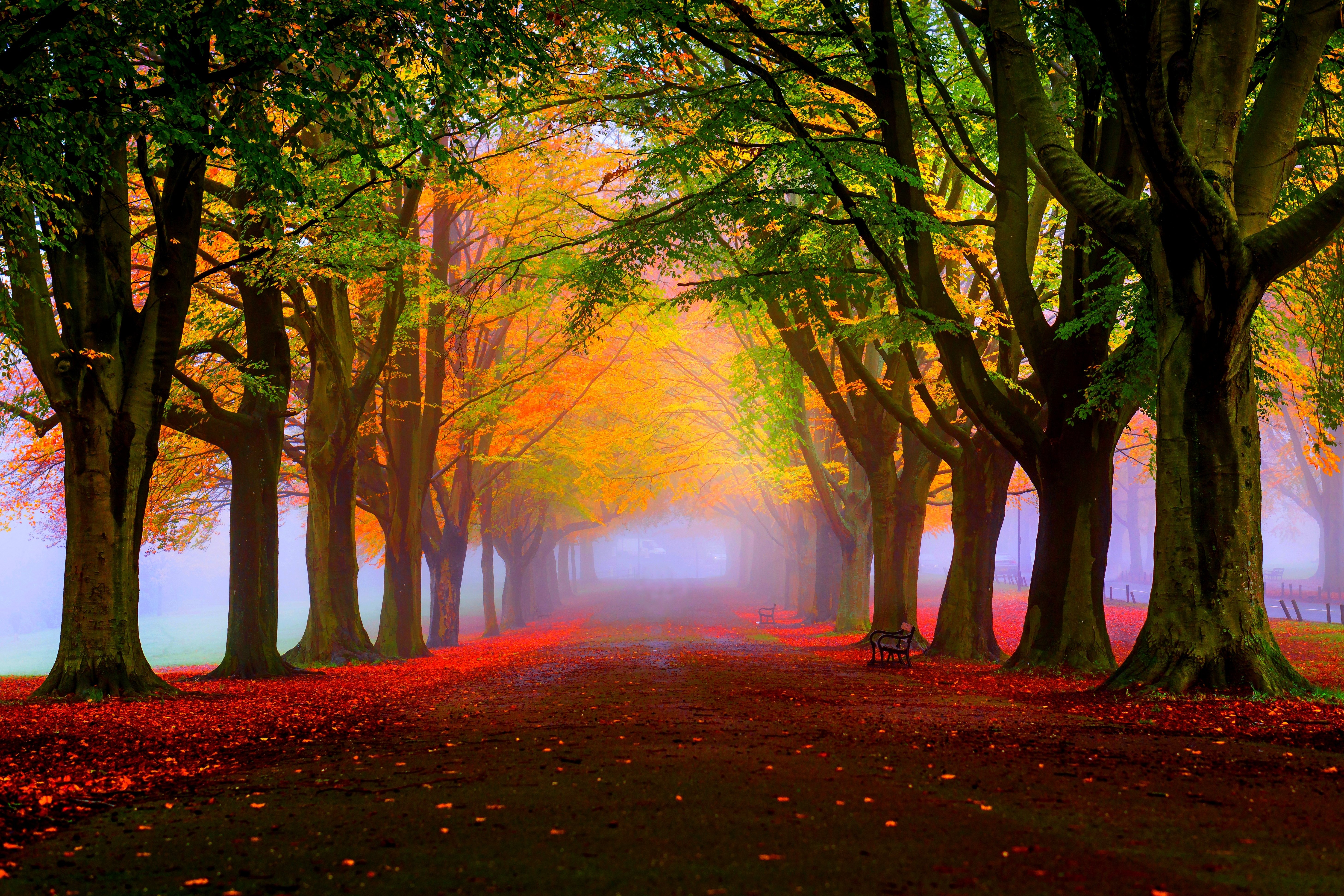 Скачать картинку Осень, Дорога, Парк, Дерево, Туман, Скамейка, Фотографии в телефон бесплатно.