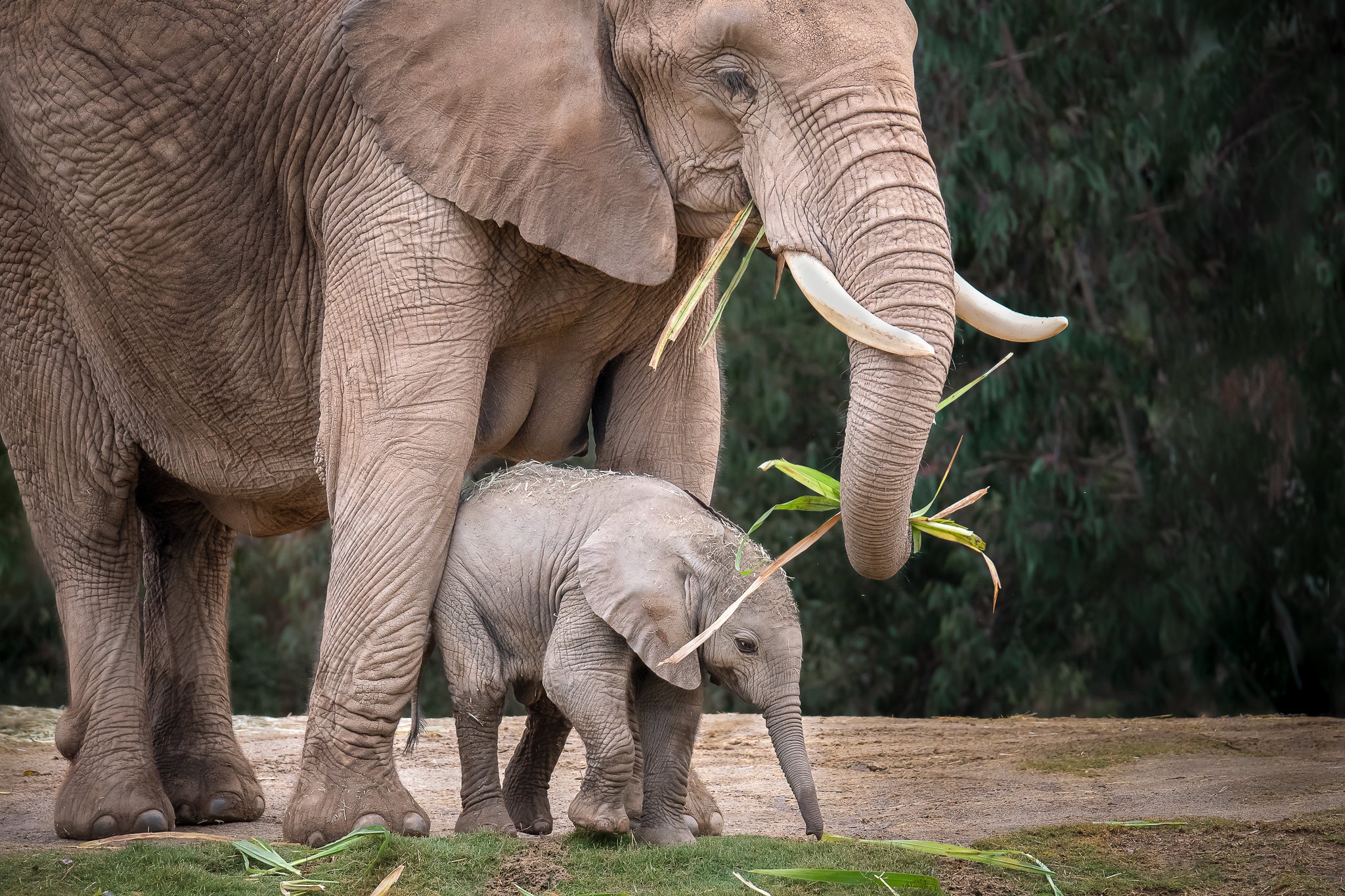 Free download wallpaper Elephants, Animal, Baby Animal, African Bush Elephant on your PC desktop