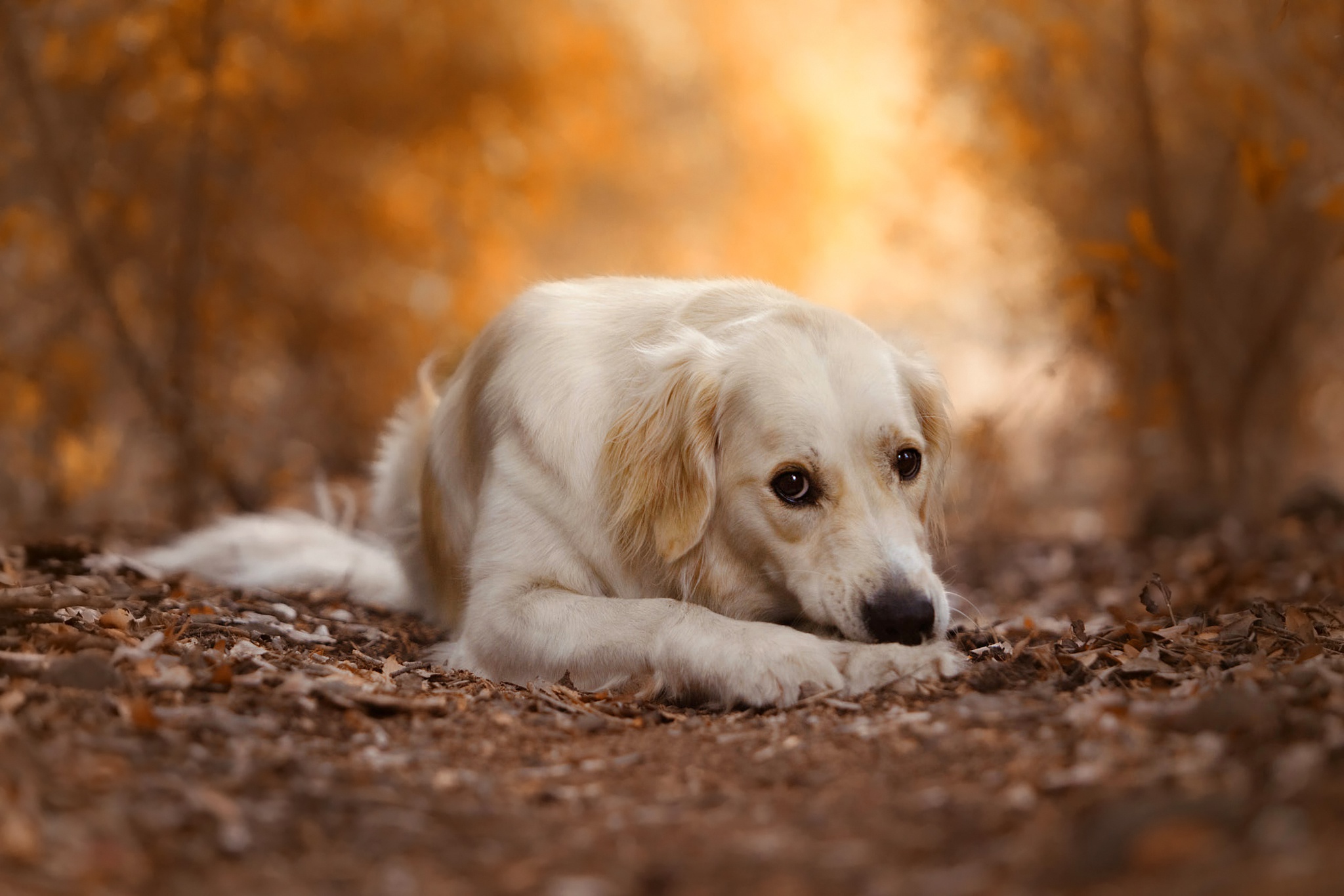 Download mobile wallpaper Dogs, Dog, Fall, Animal, Labrador Retriever, Depth Of Field for free.