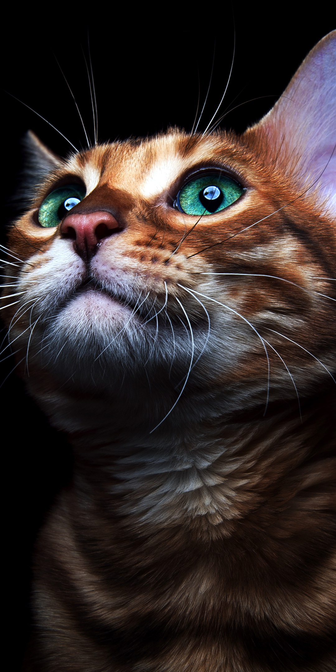 Download mobile wallpaper Cats, Cat, Kitten, Animal, Green Eyes for free.